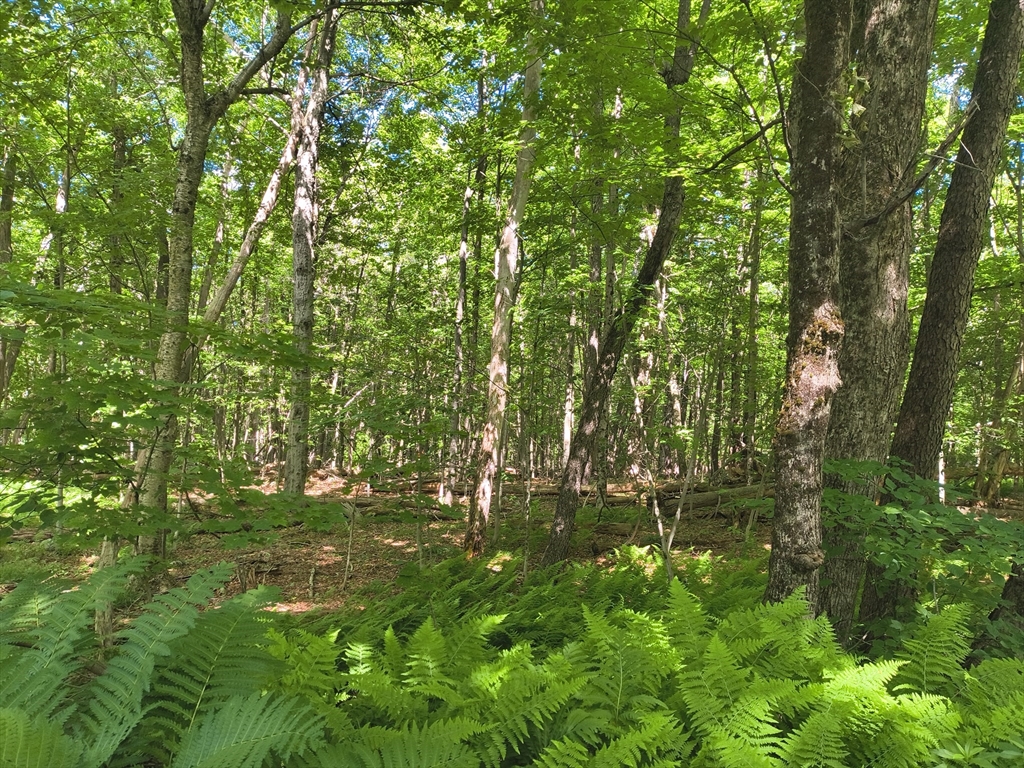 Lot 2 Holcomb Road Property Photo 1