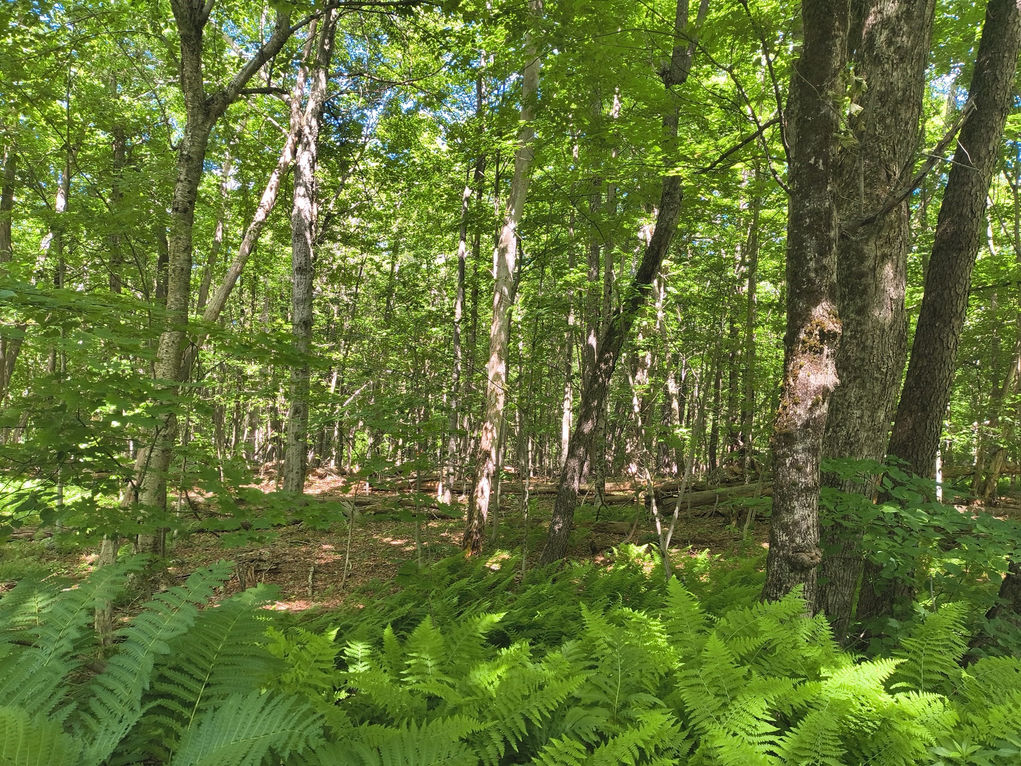 Lot 2 Holcomb Road Property Photo 1