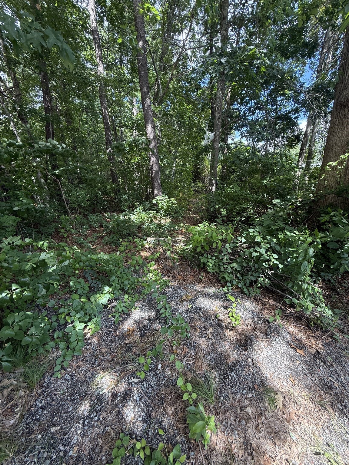 12 Taft St Property Photo 3