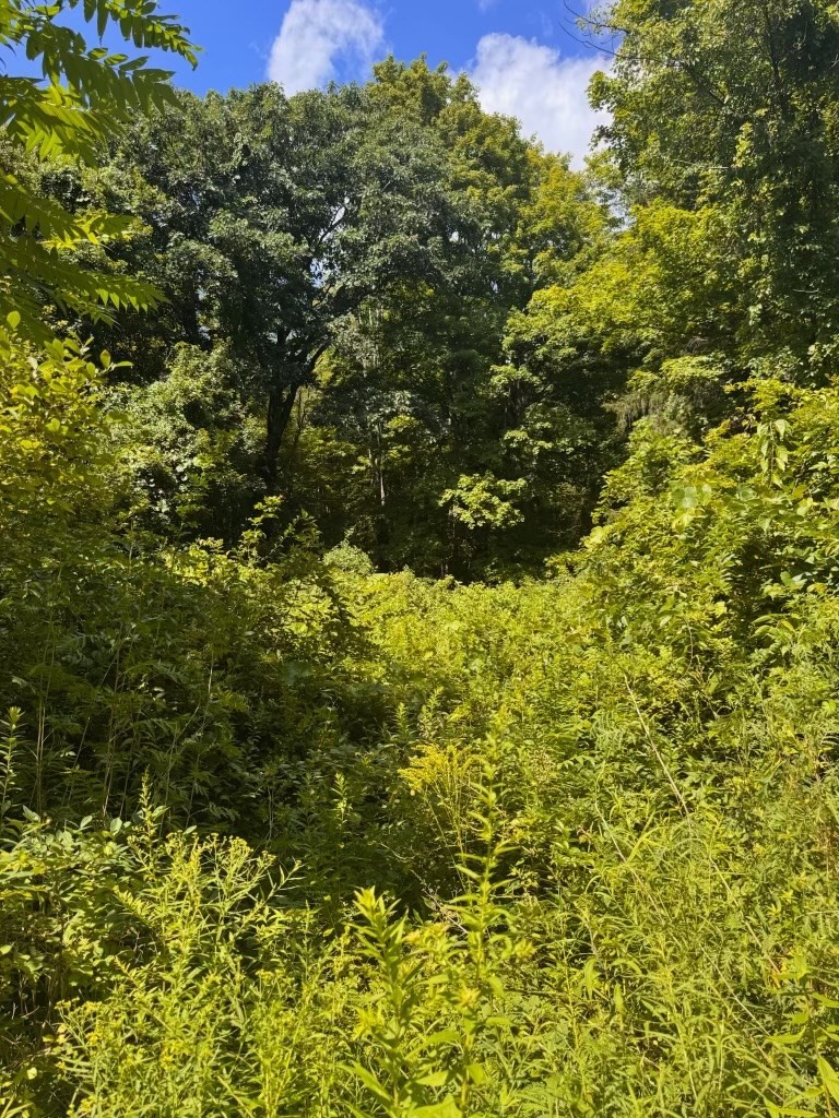 264 Breen Road Property Photo 2