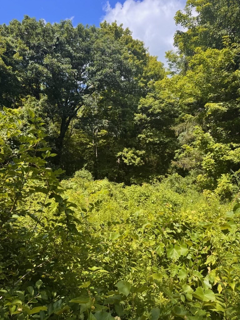 264 Breen Road Property Photo 11