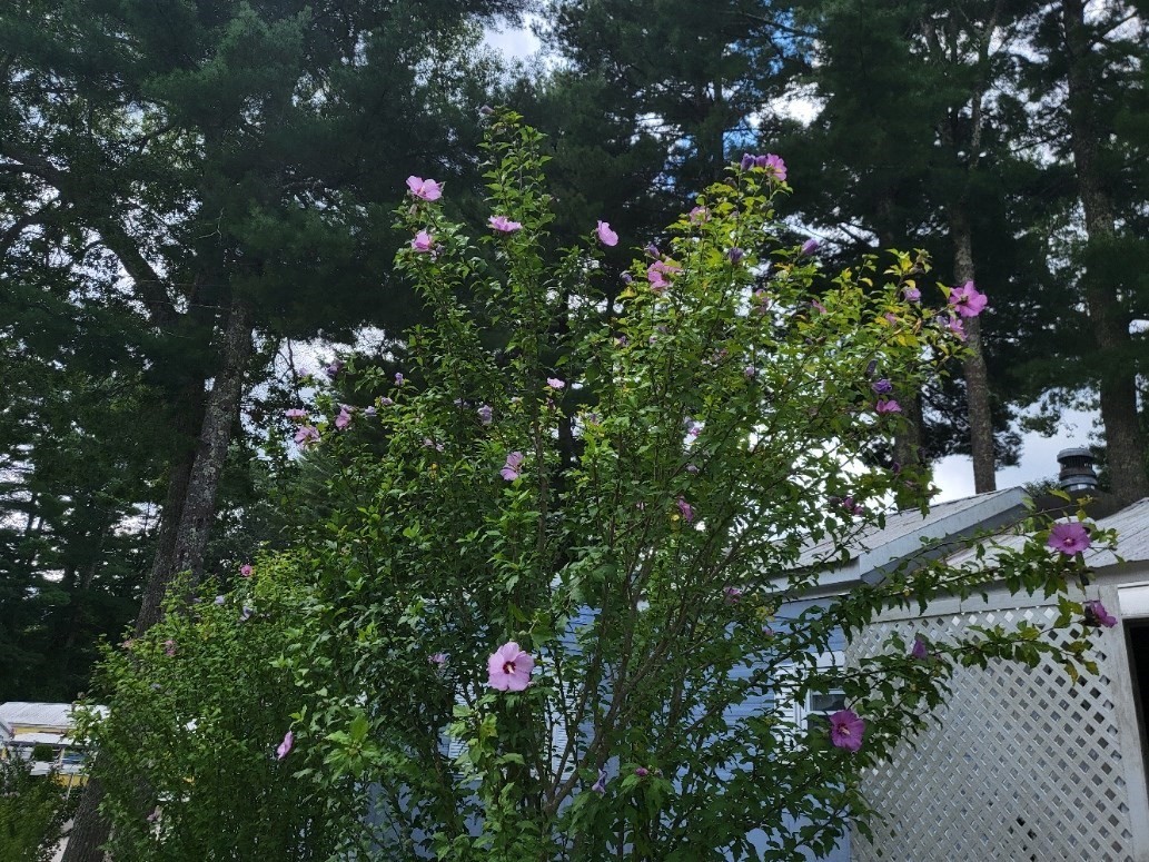 6 Forestdale Drive Property Photo 17