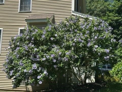 108 Mary Batchelder Rd # C Property Photo 24