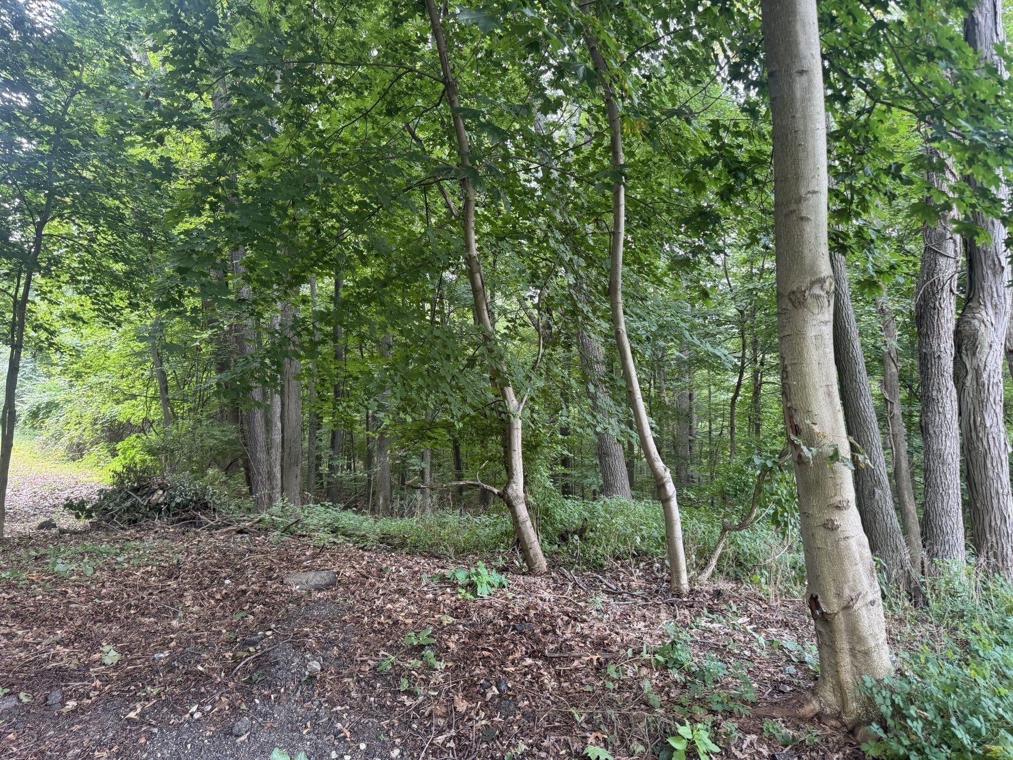 Lot 2 O'neil Drive Property Photo 9