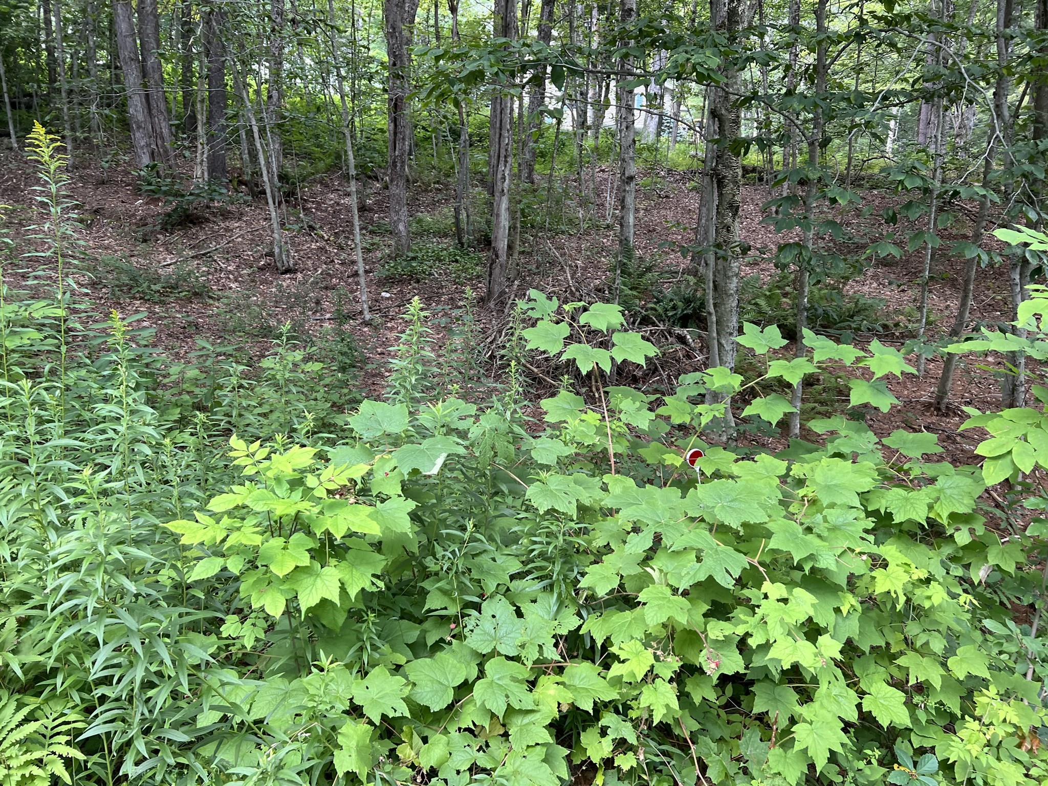 Lot 134 Shaw Rd Property Photo 3