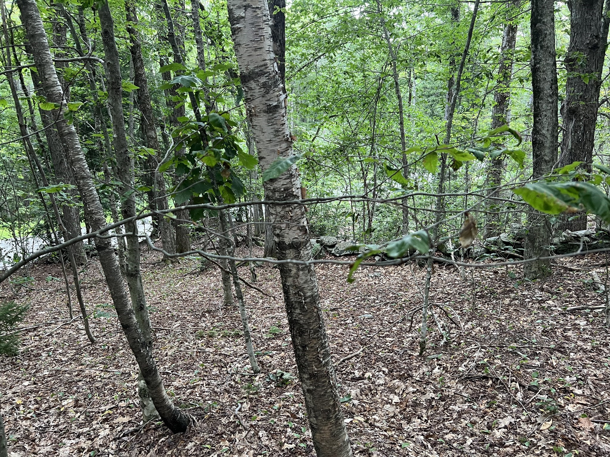 Lot 134 Shaw Rd Property Photo 12