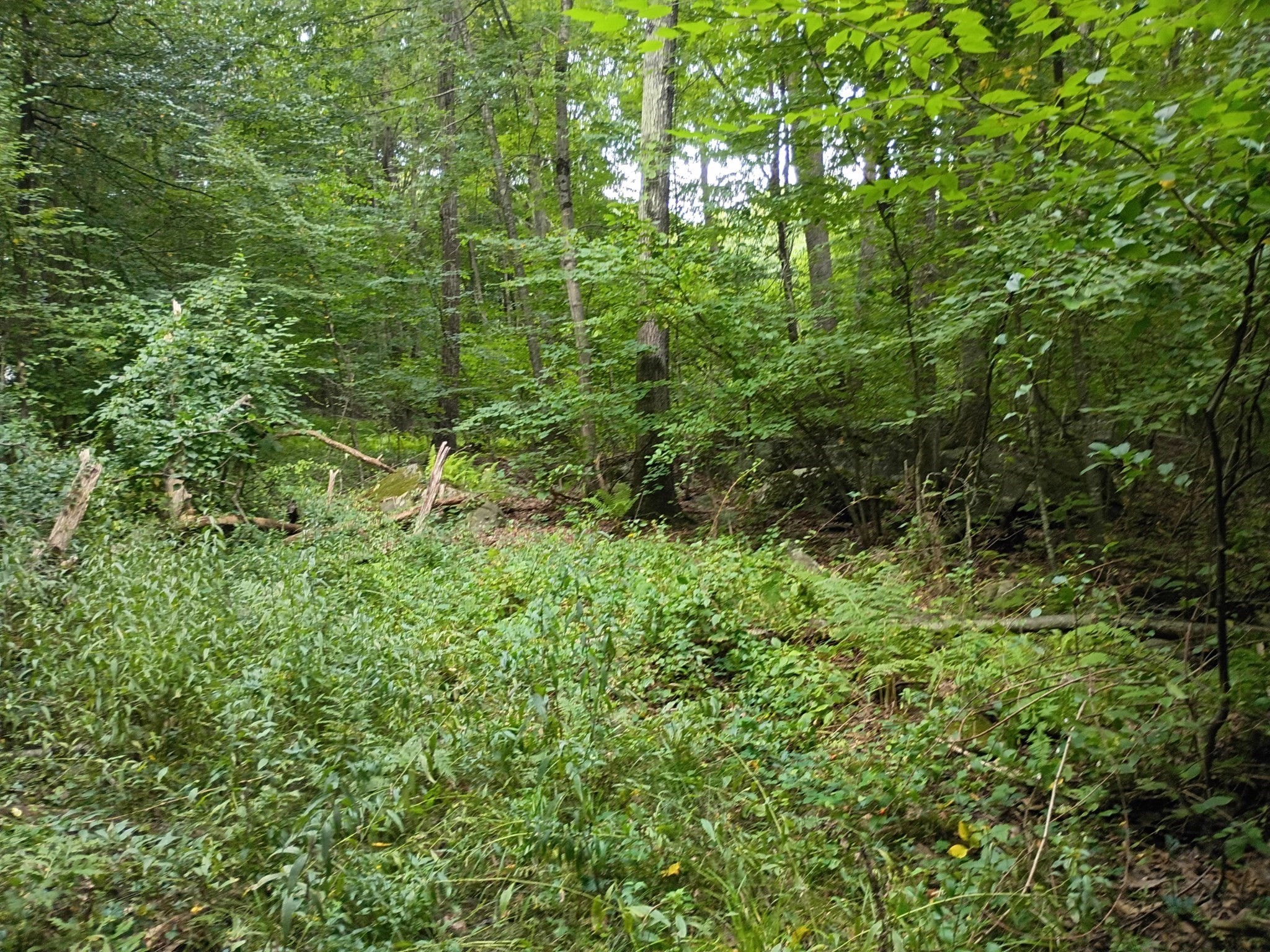 522 Chestnut Hill Property Photo 19