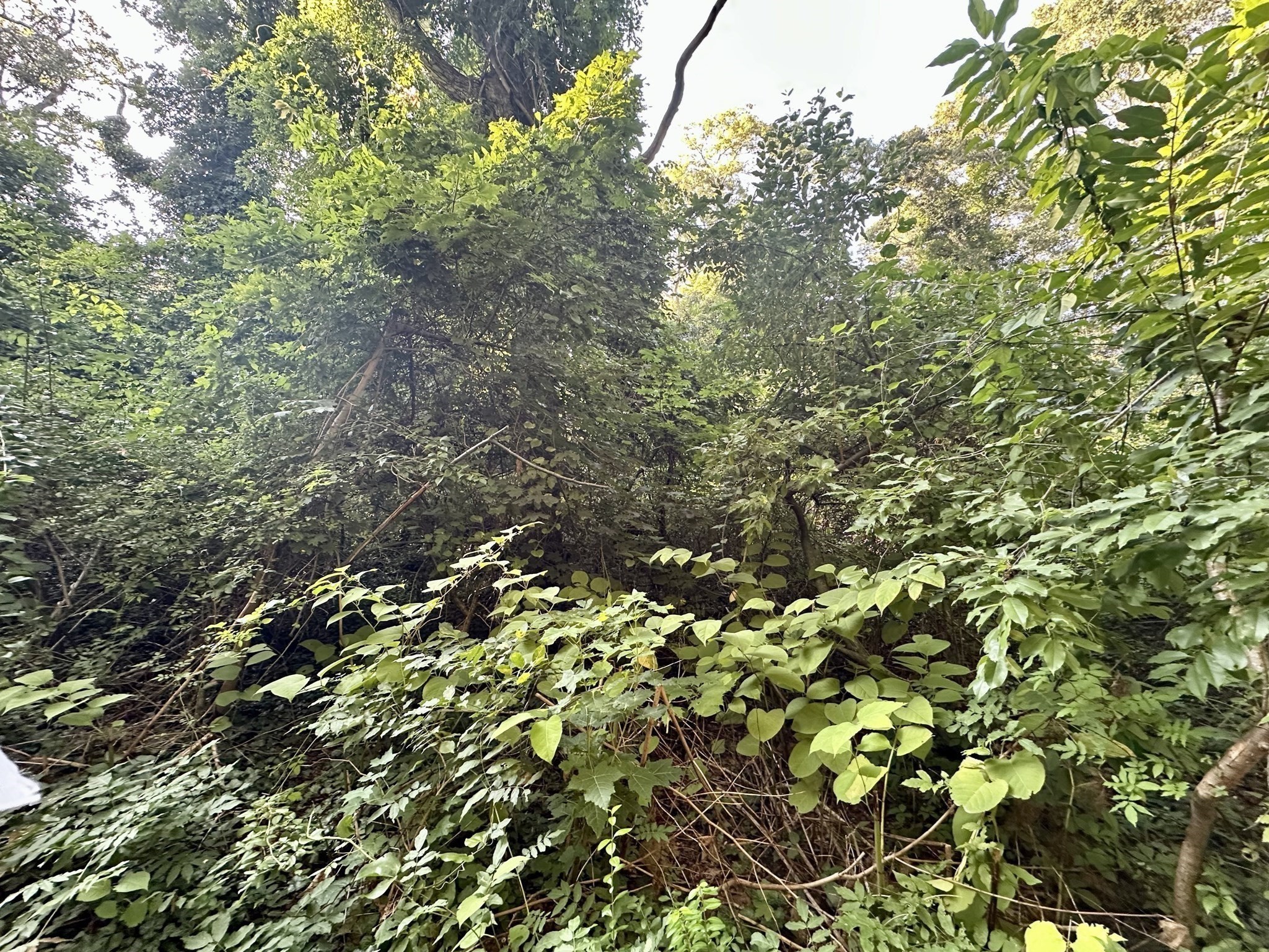 0 Old Country Lane Property Photo 3