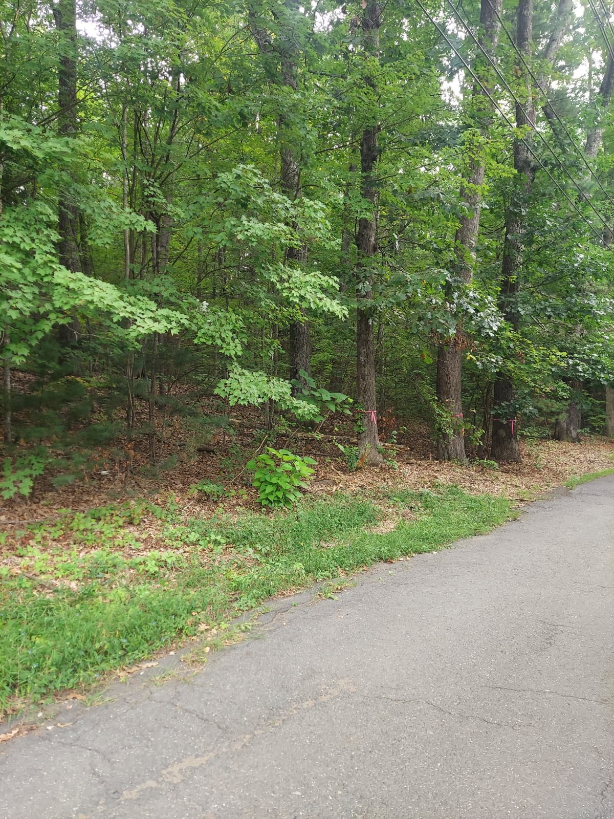 1005 Park Hill Road Property Photo 2