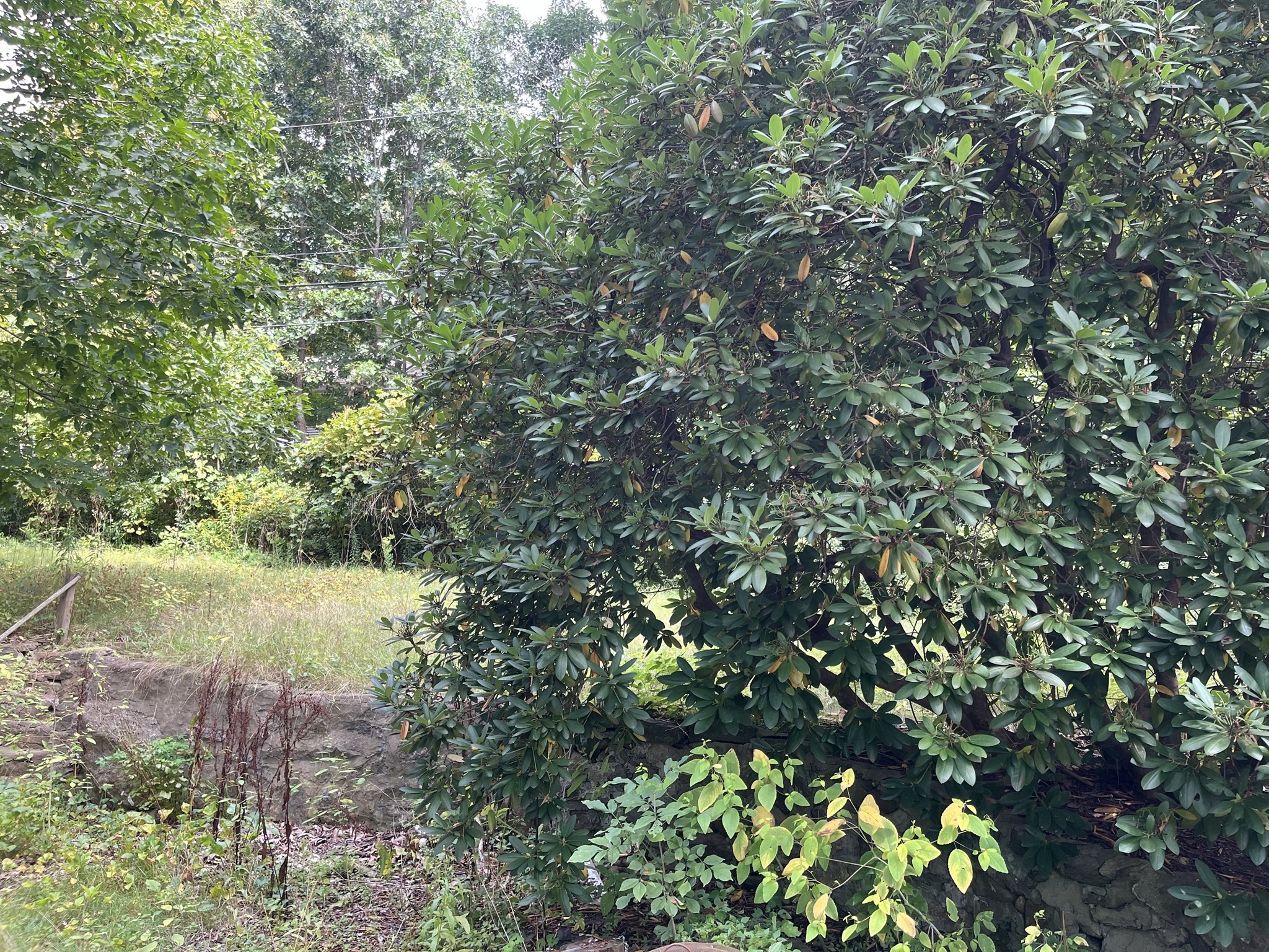 4 Lambs Grove Property Photo 10