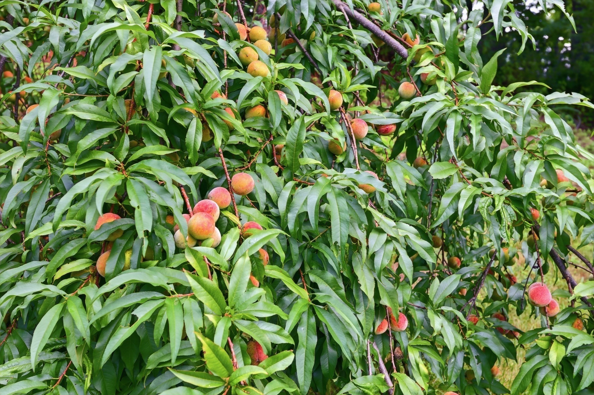 18 Jonathan Property Photo 33