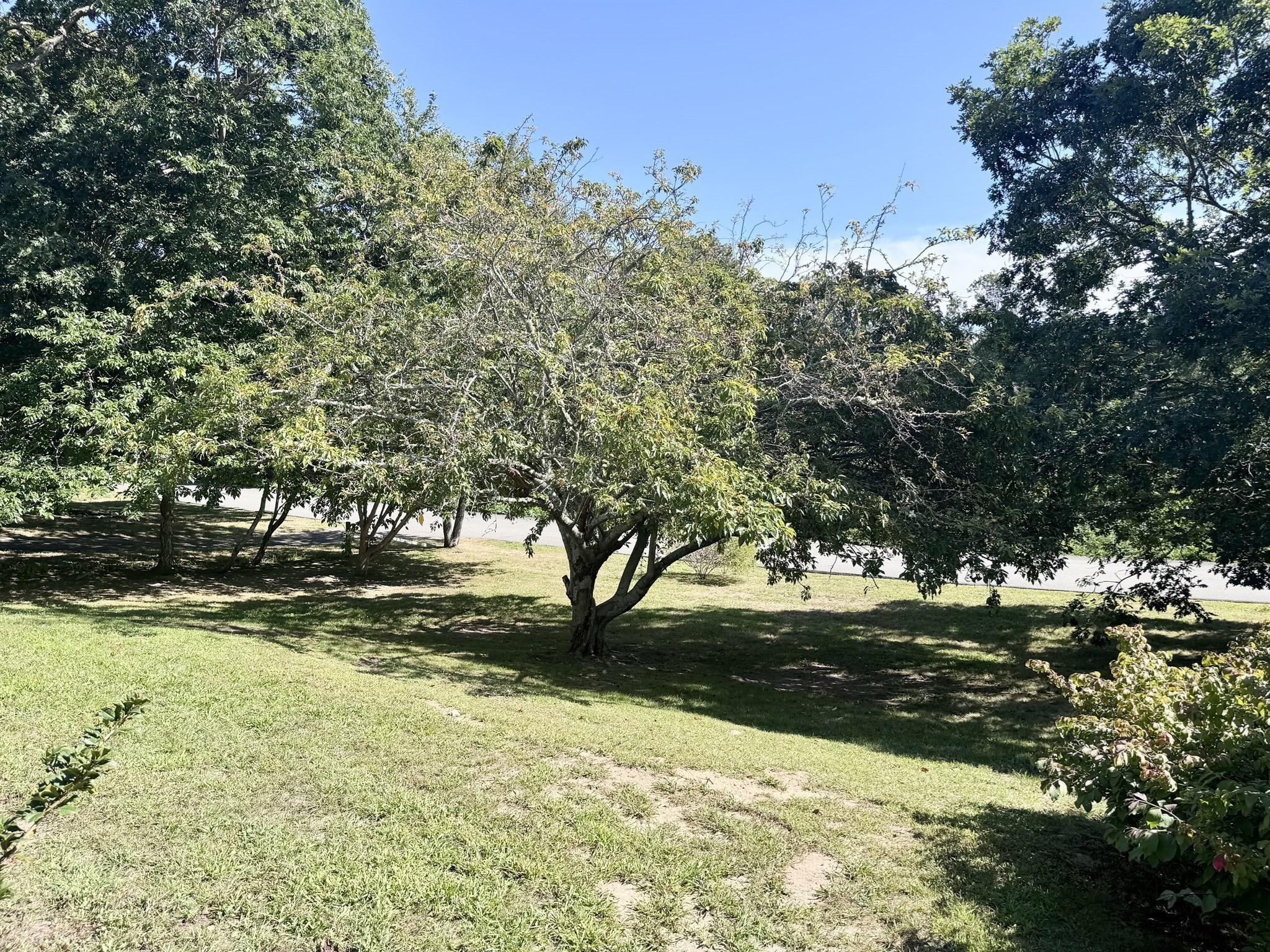 42 Vineyard Ave Property Photo 36