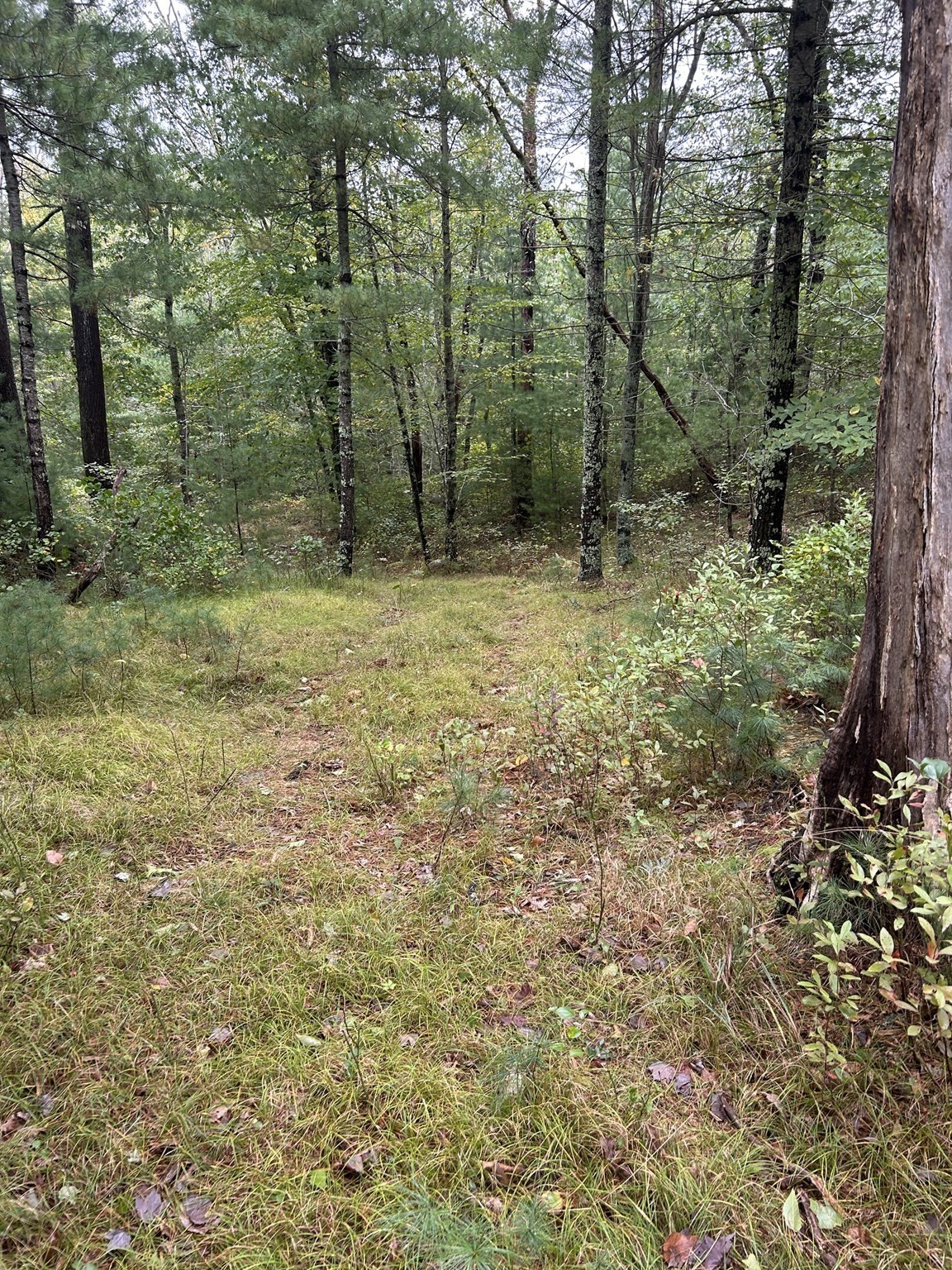 0 Thompson St (off) Property Photo 9