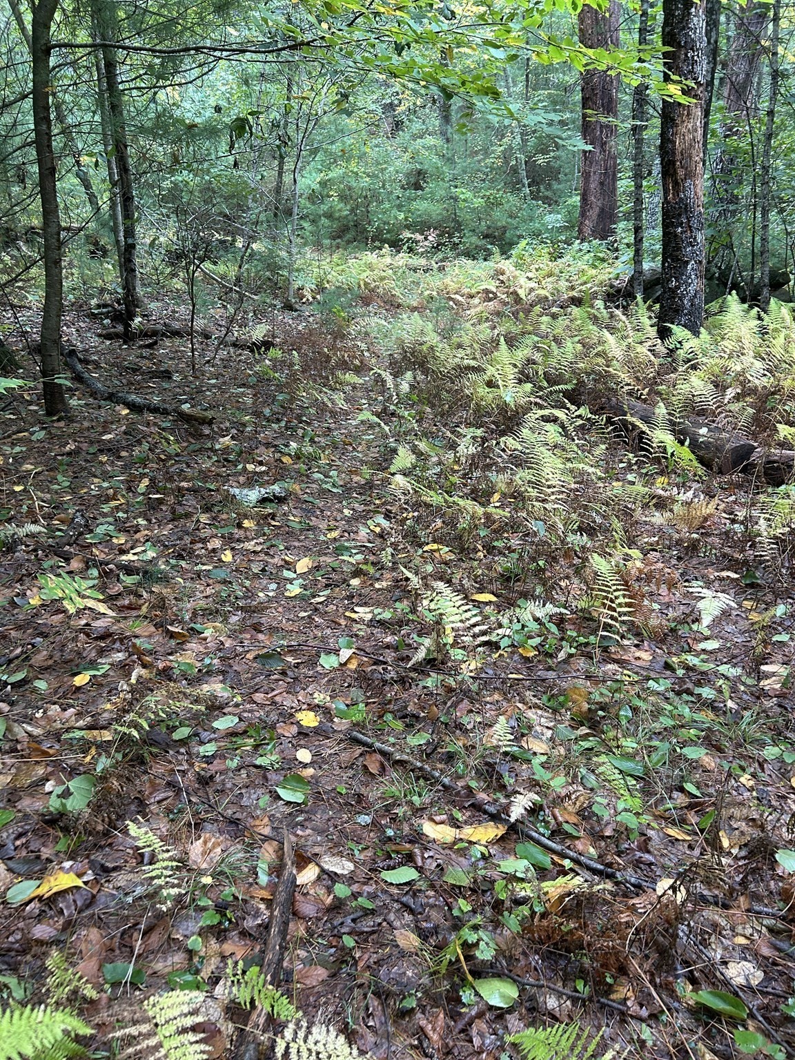 0 Thompson St (off) Property Photo 13