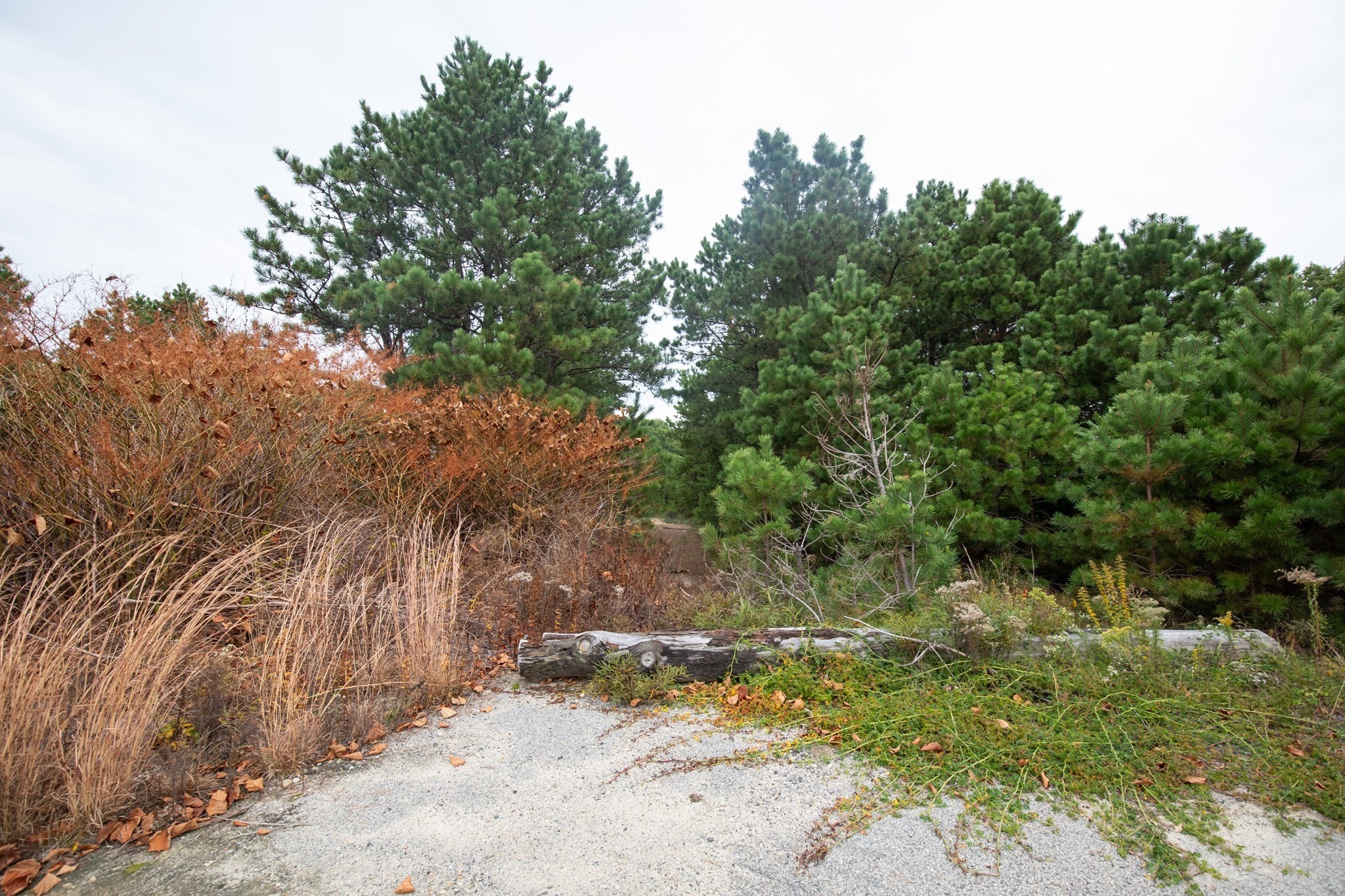 85 Seabiscuit Dr Property Photo 3