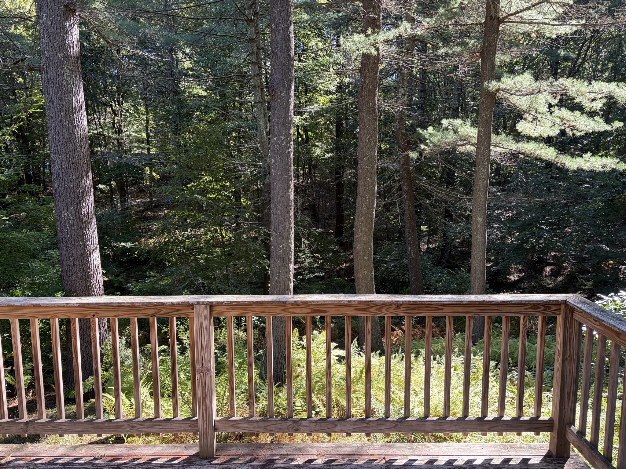 23 Forest St Property Photo 17