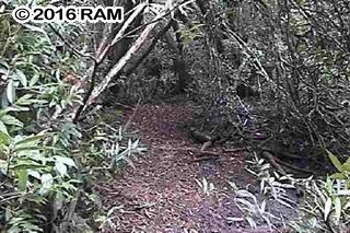 000 Hana Hwy Property Photo 13