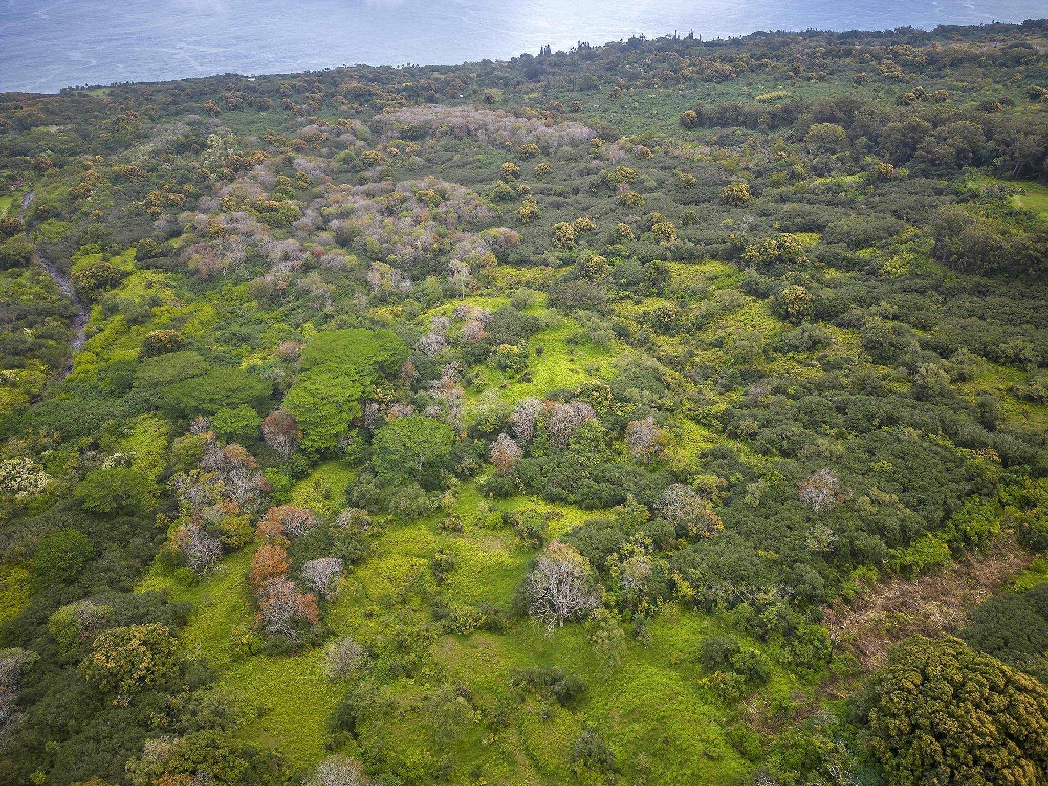 Lot 20 Hana Hwy Property Photo 8