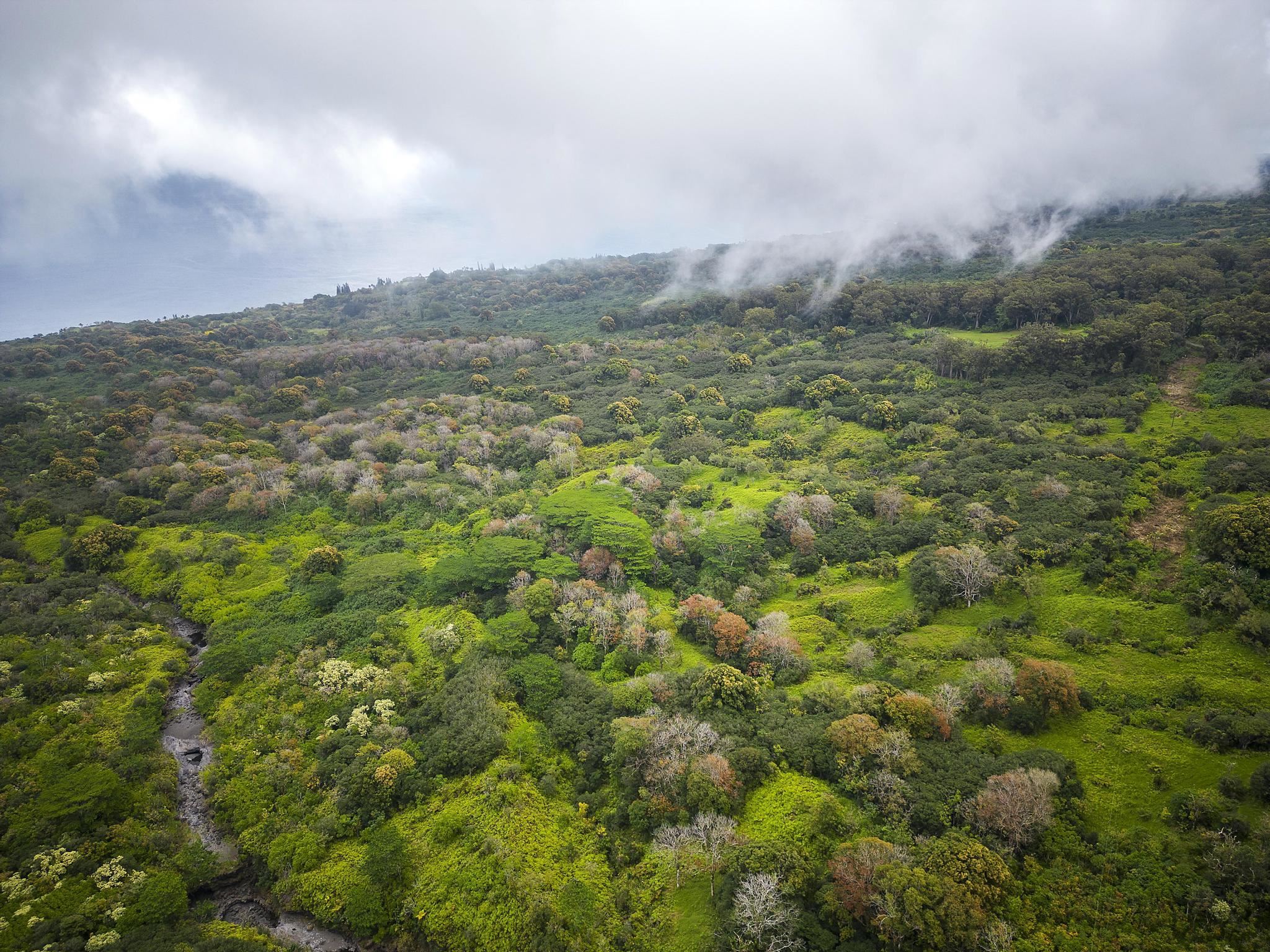 Lot 20 Hana Hwy Property Photo 16