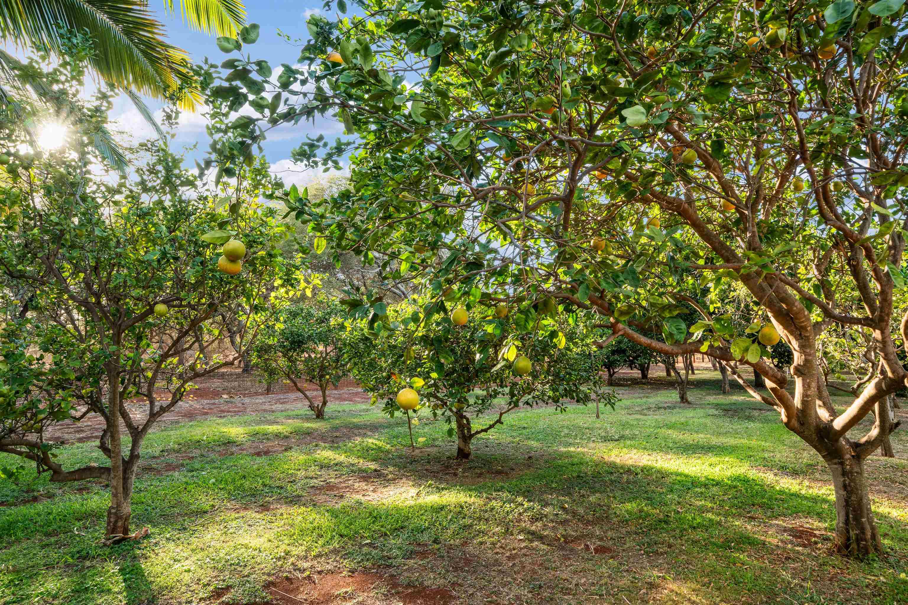 3036 Kalua Koi Way Property Photo 45
