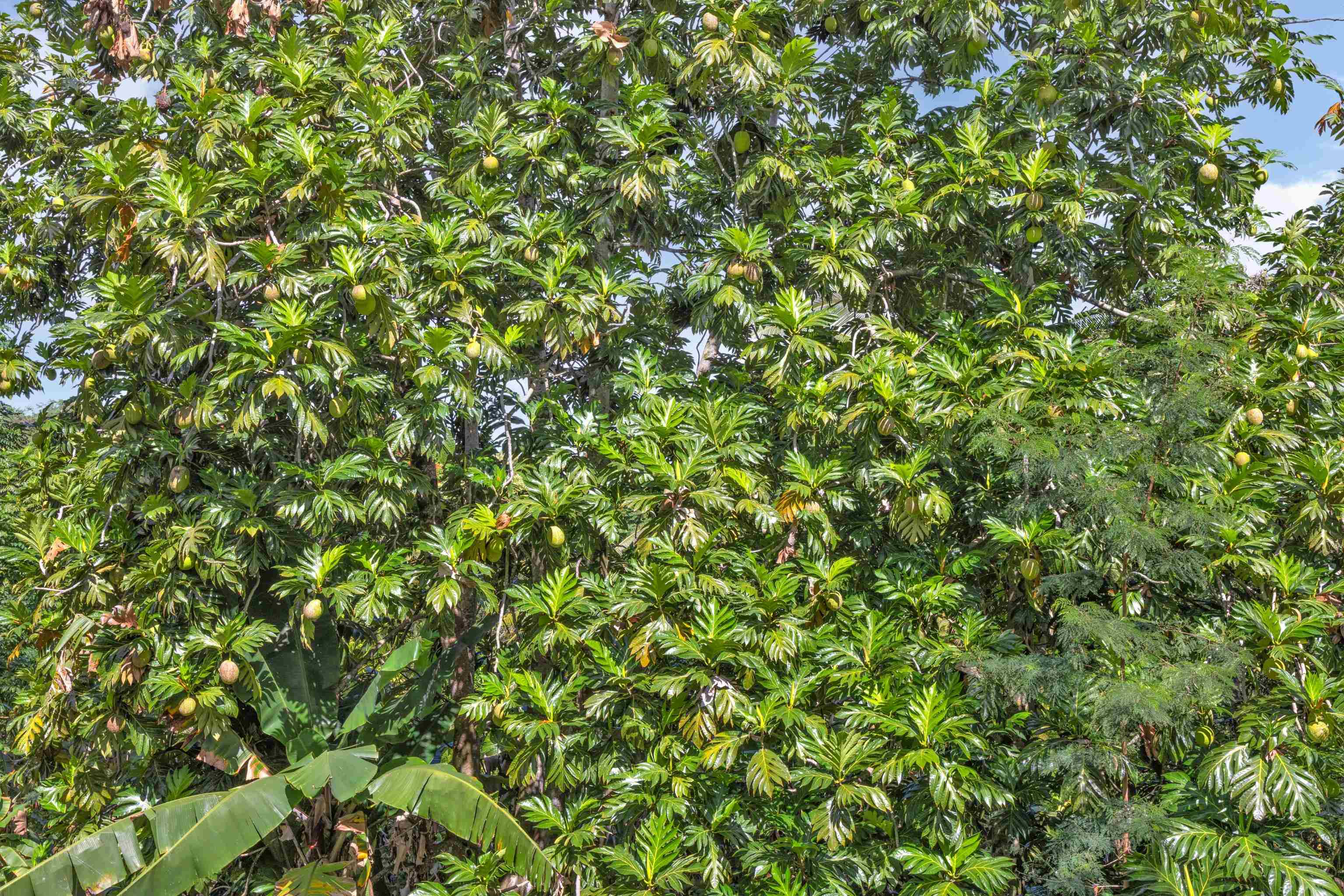 4685 Uakea Rd Property Photo 38