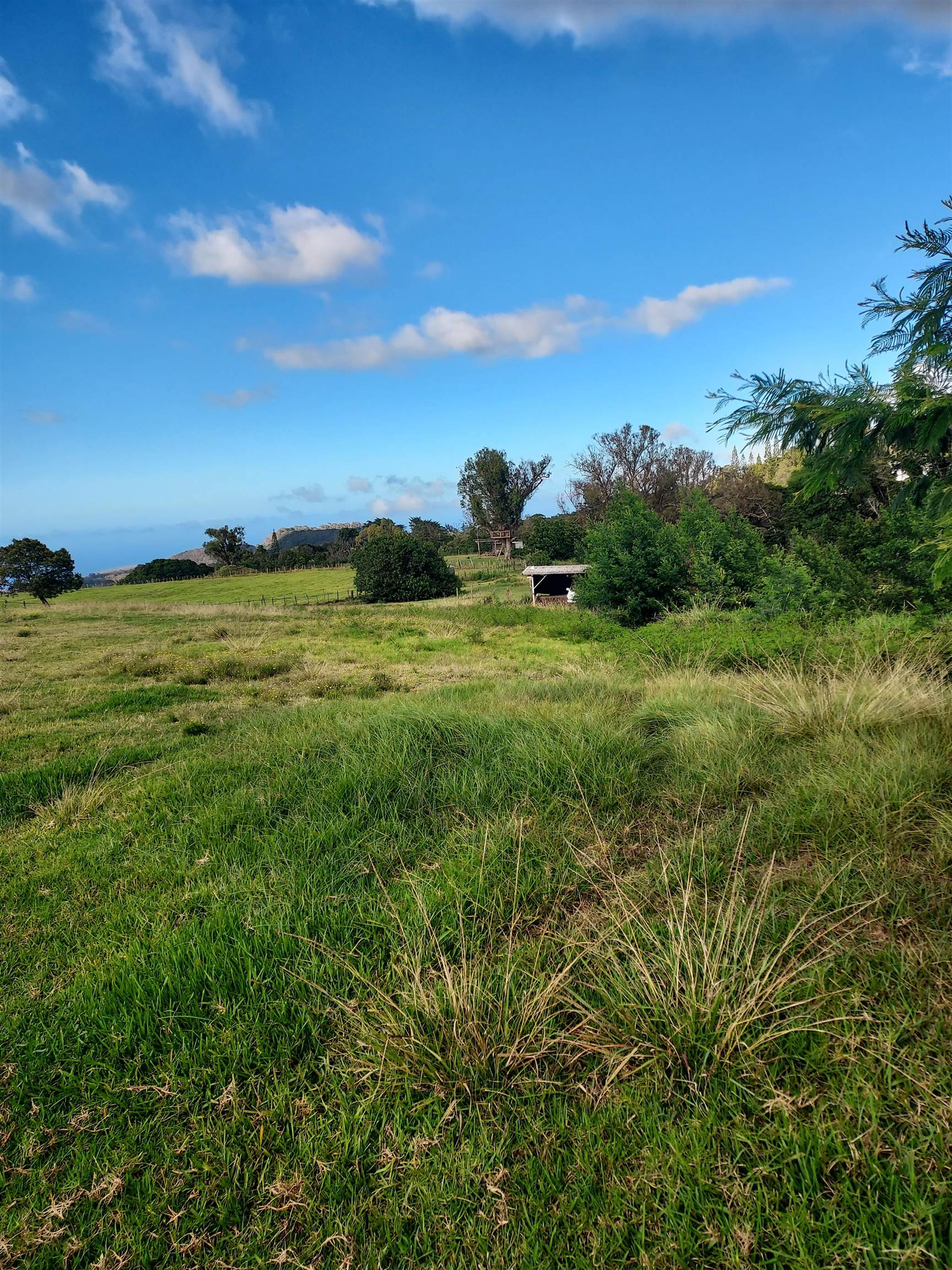 1180 Olinda Rd Property Photo 15