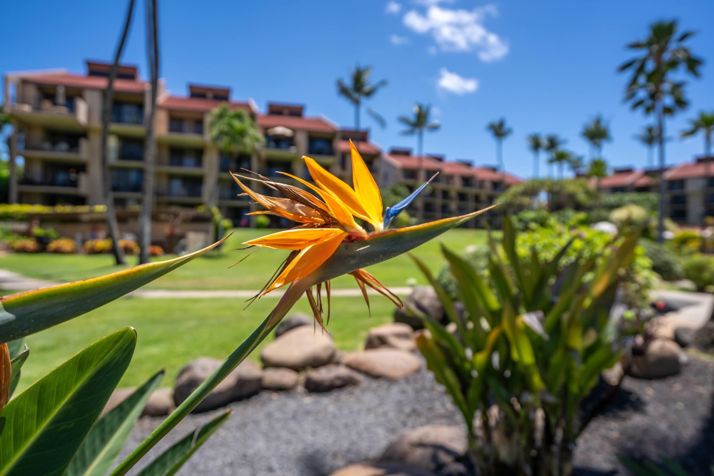 2695 S Kihei Rd Property Photo 38