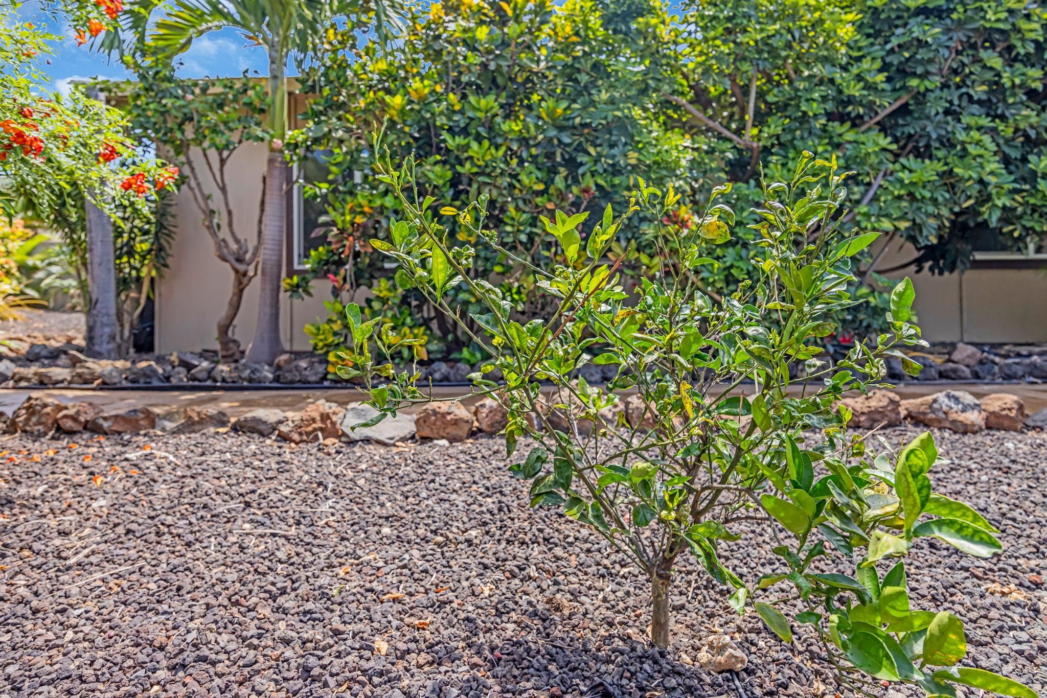 170 Kukulu Pl Property Photo 37