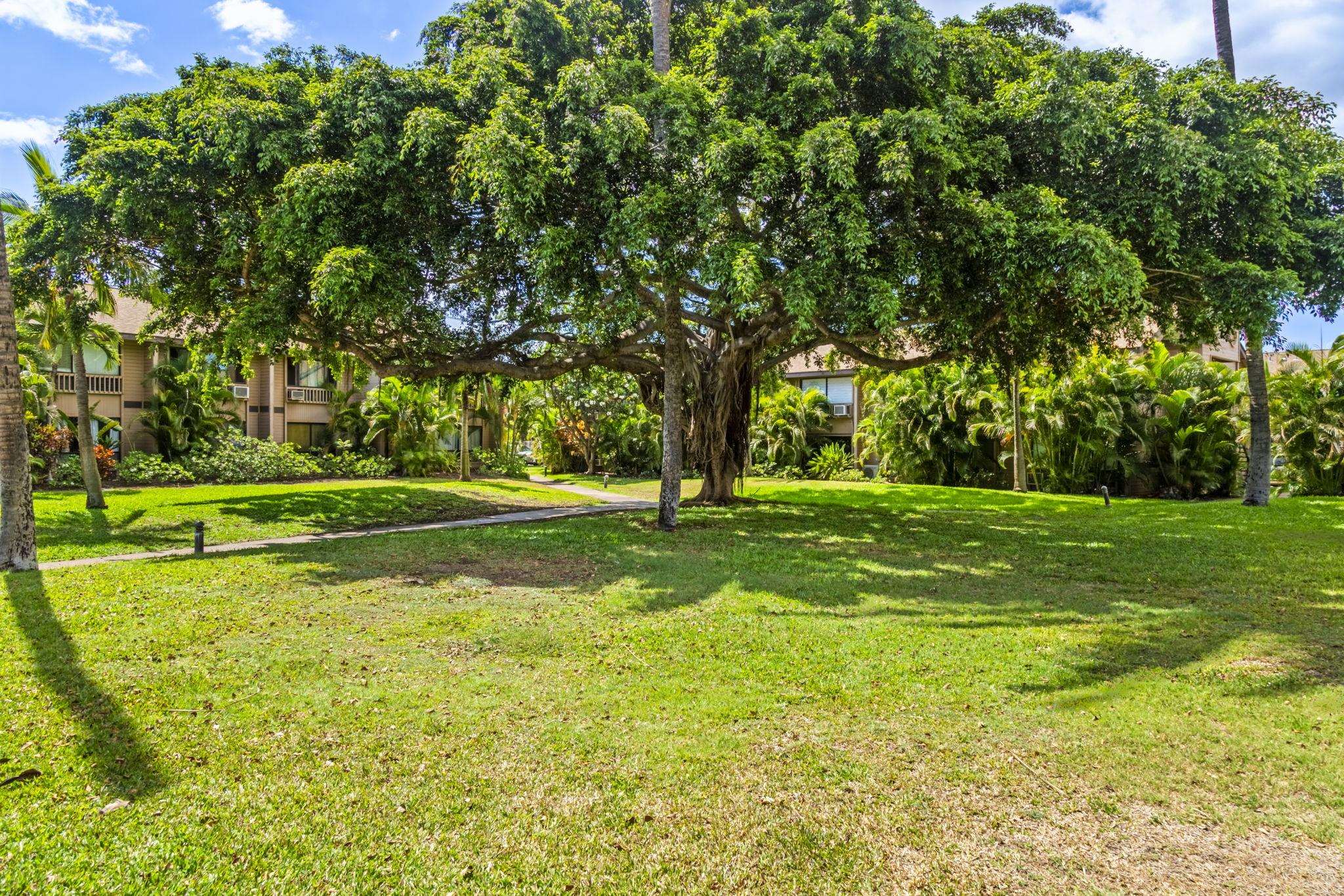 15 Kulanihakoi St Property Photo 46
