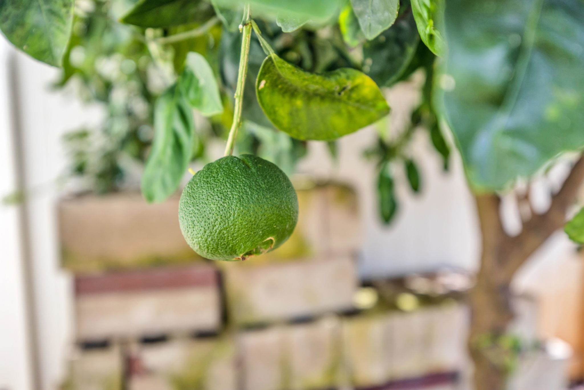 801 Haawi St Property Photo 40