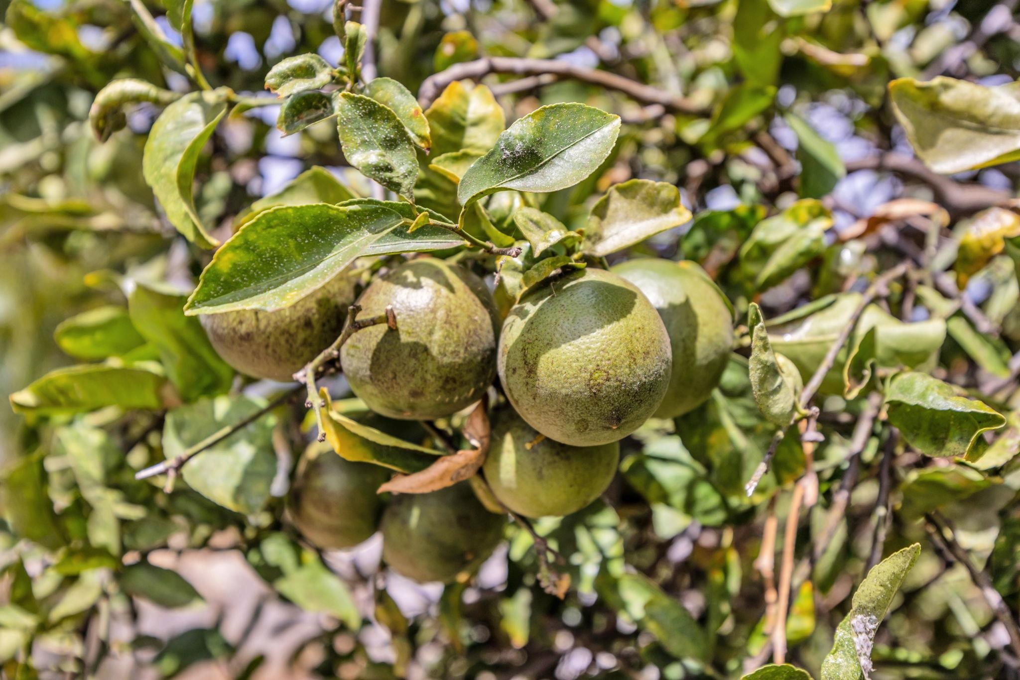 801 Haawi St Property Photo 41