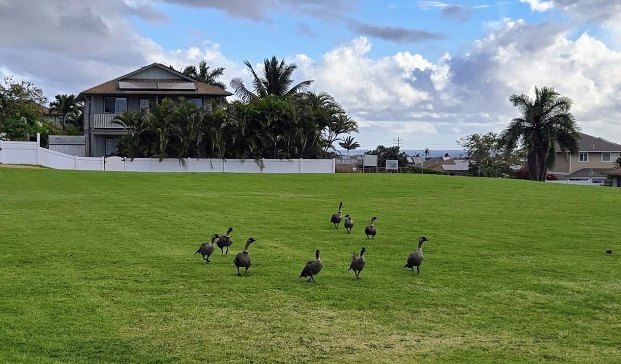 801 Haawi St Property Photo 44