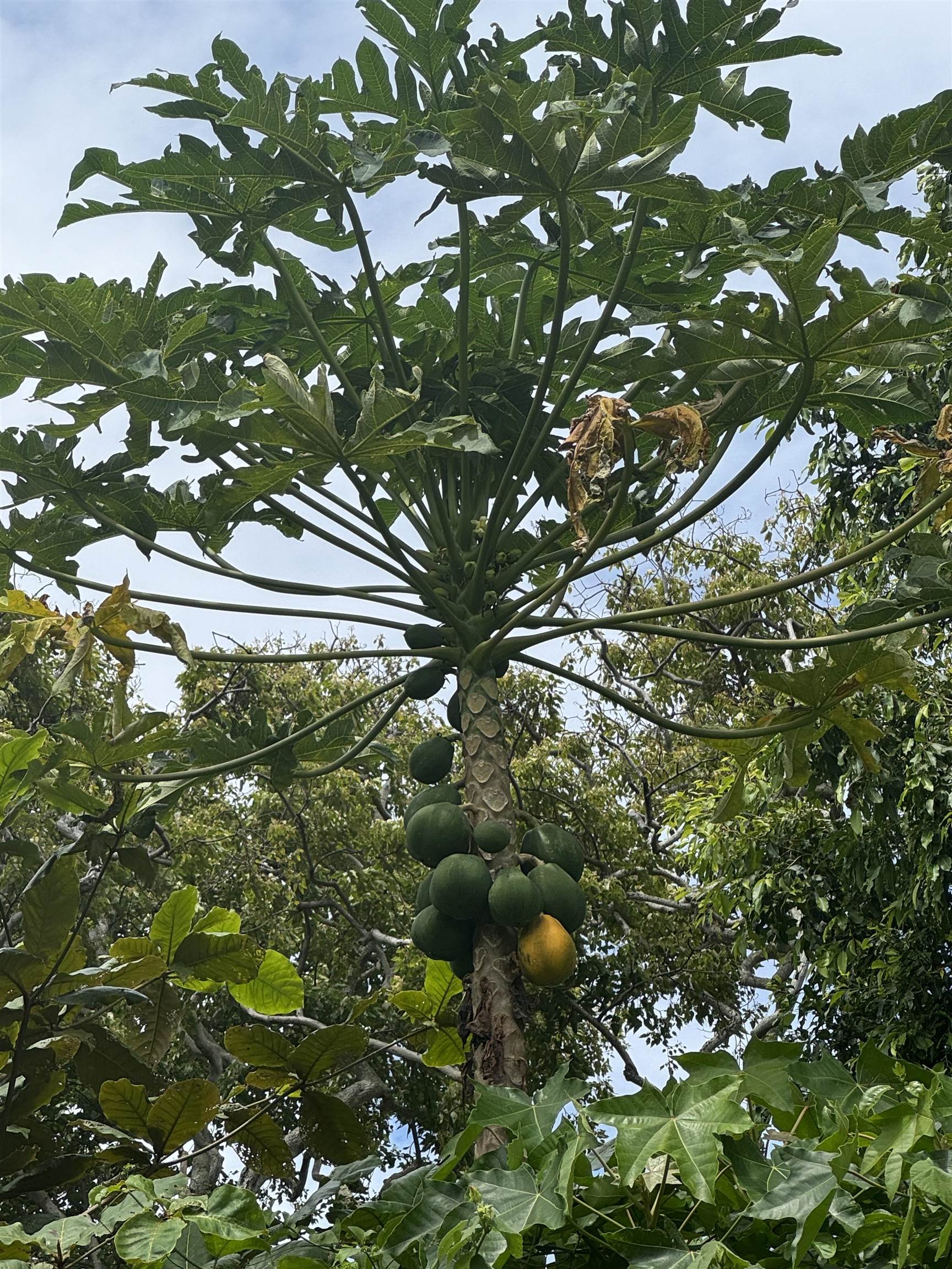 000 Kamehameha V Hwy Property Photo 12
