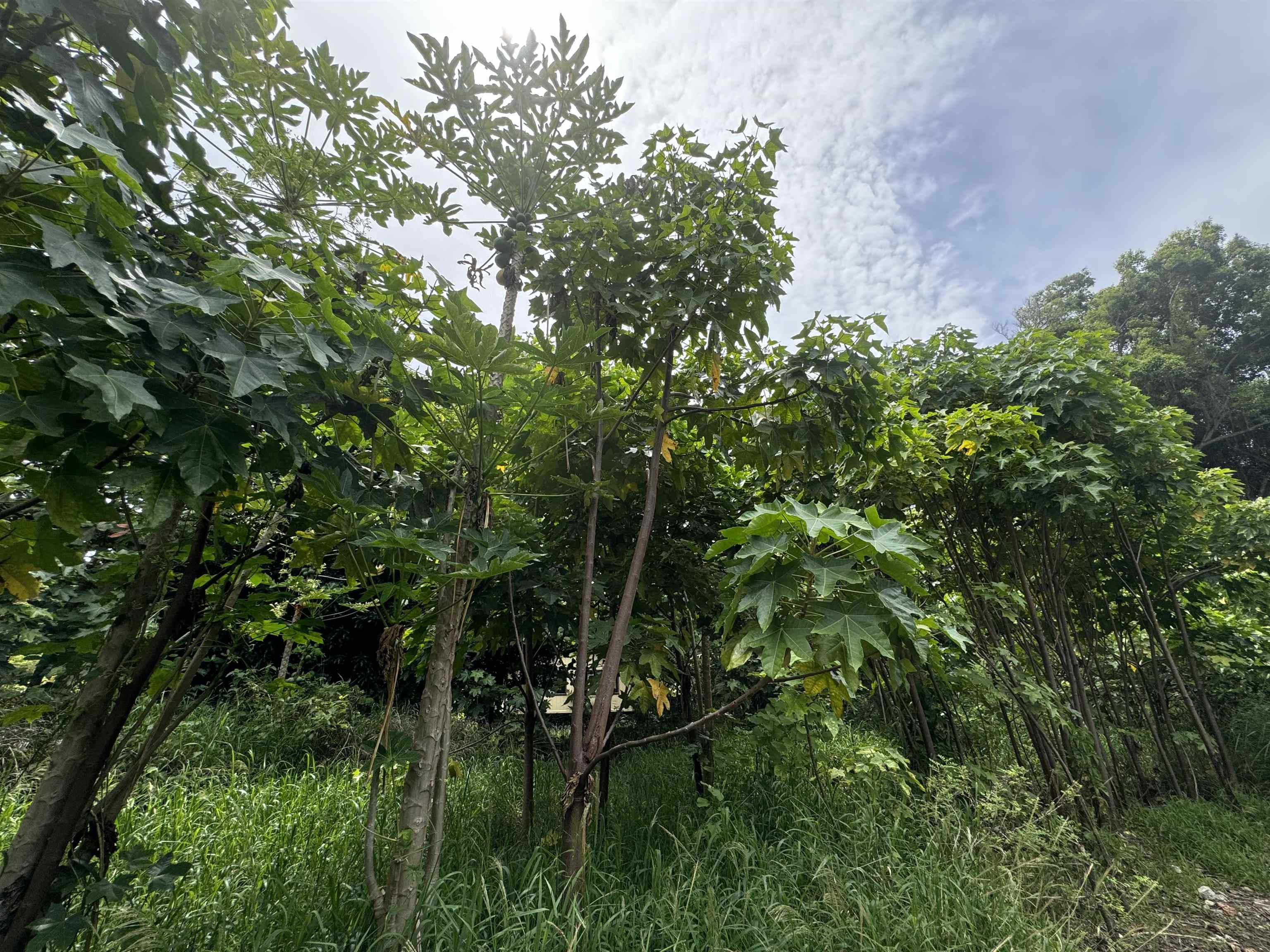 000 Kamehameha V Hwy Property Photo 13