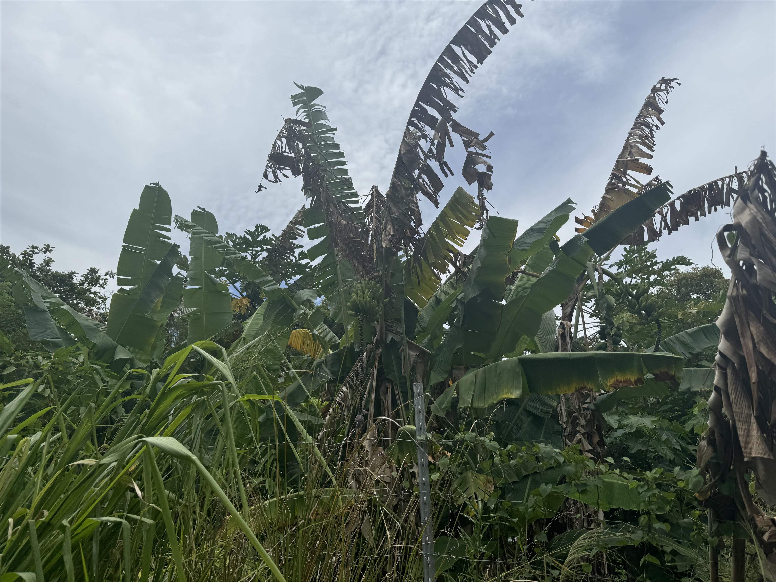 000 Kamehameha V Hwy Property Photo 17