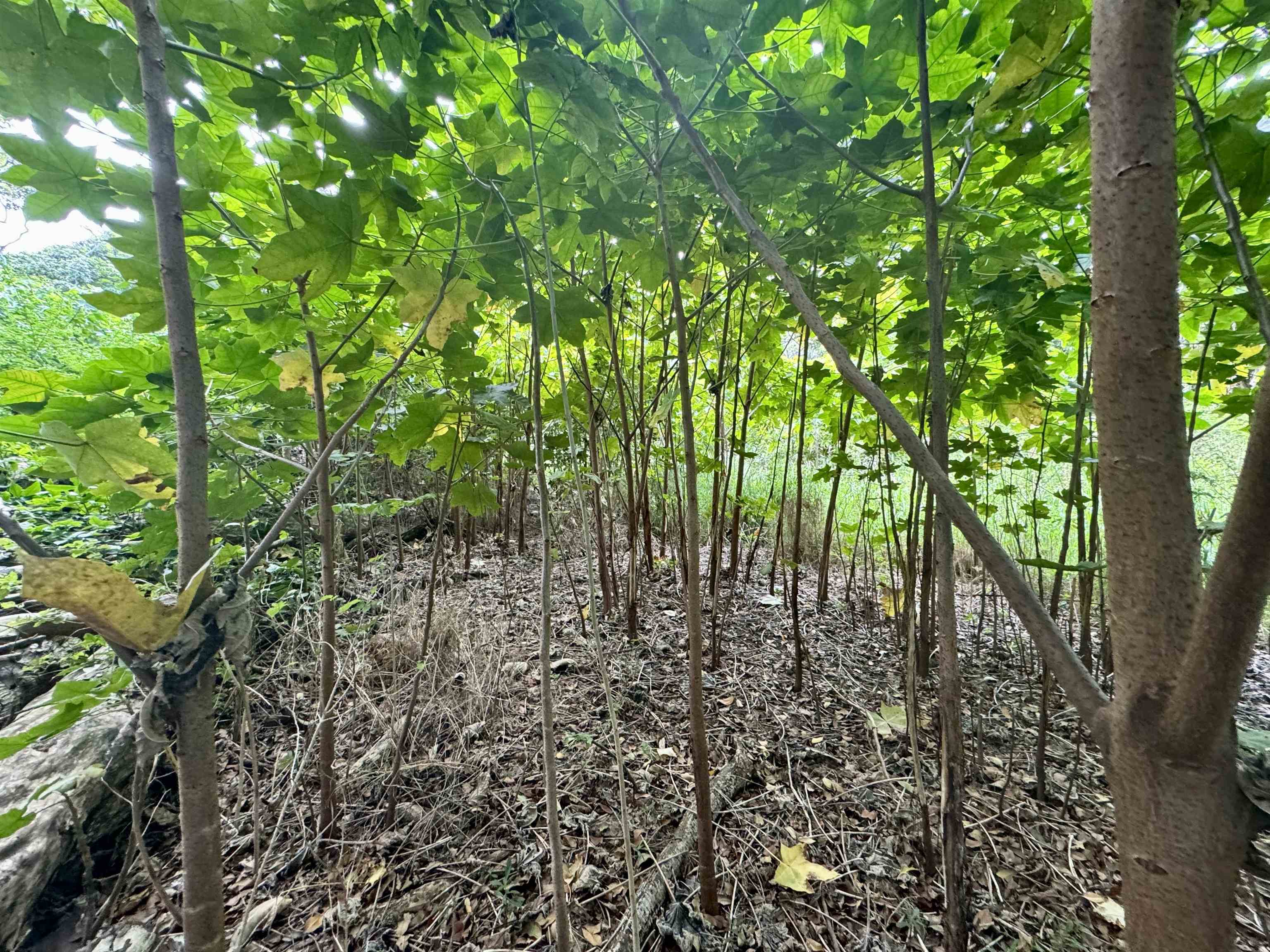 000 Kamehameha V Hwy Property Photo 22