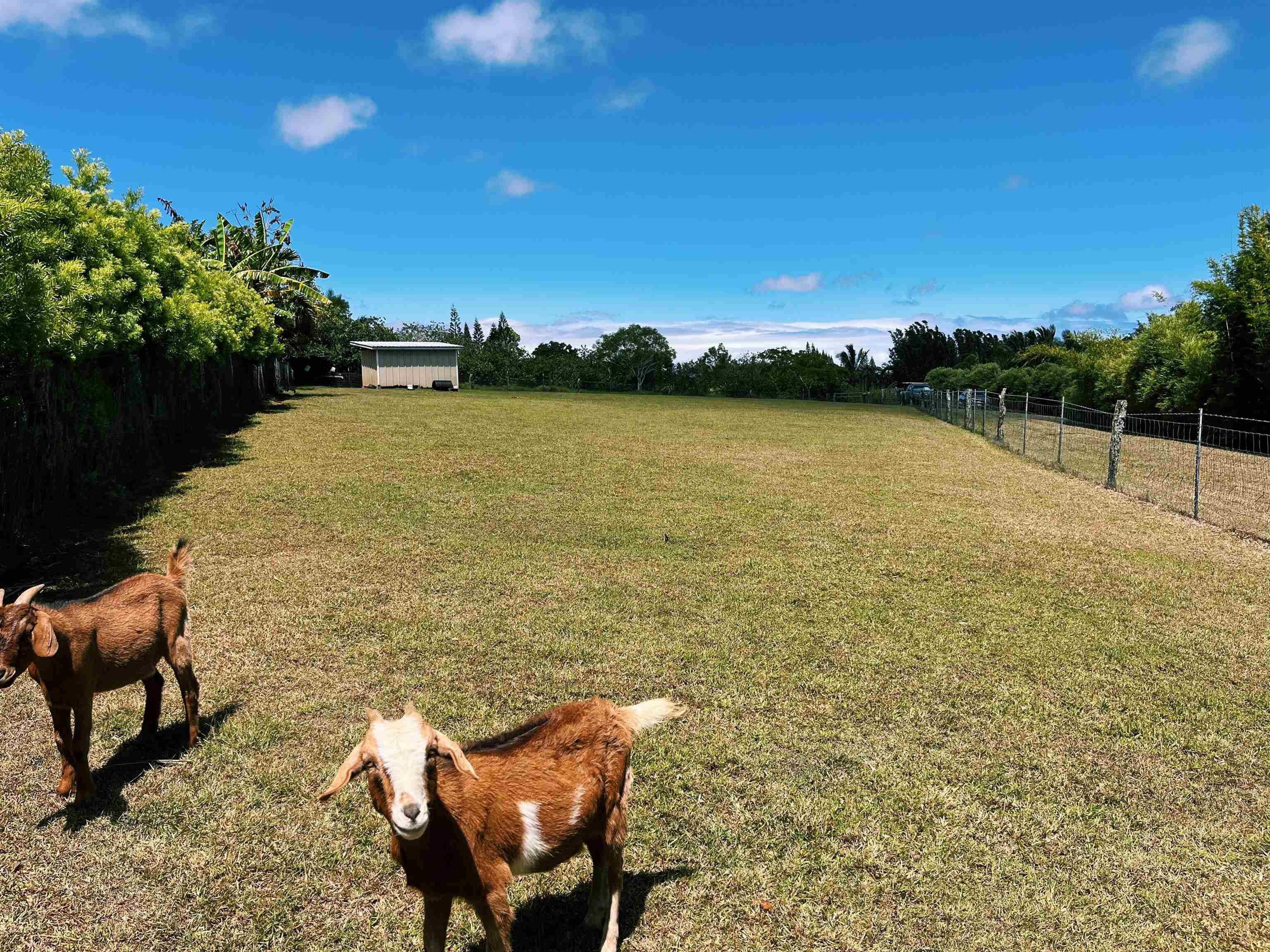 57 Awalau Rd Property Photo 9