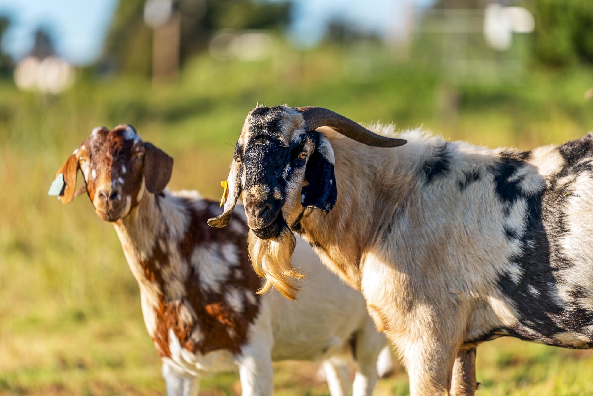 909 Copp Rd Property Photo 38