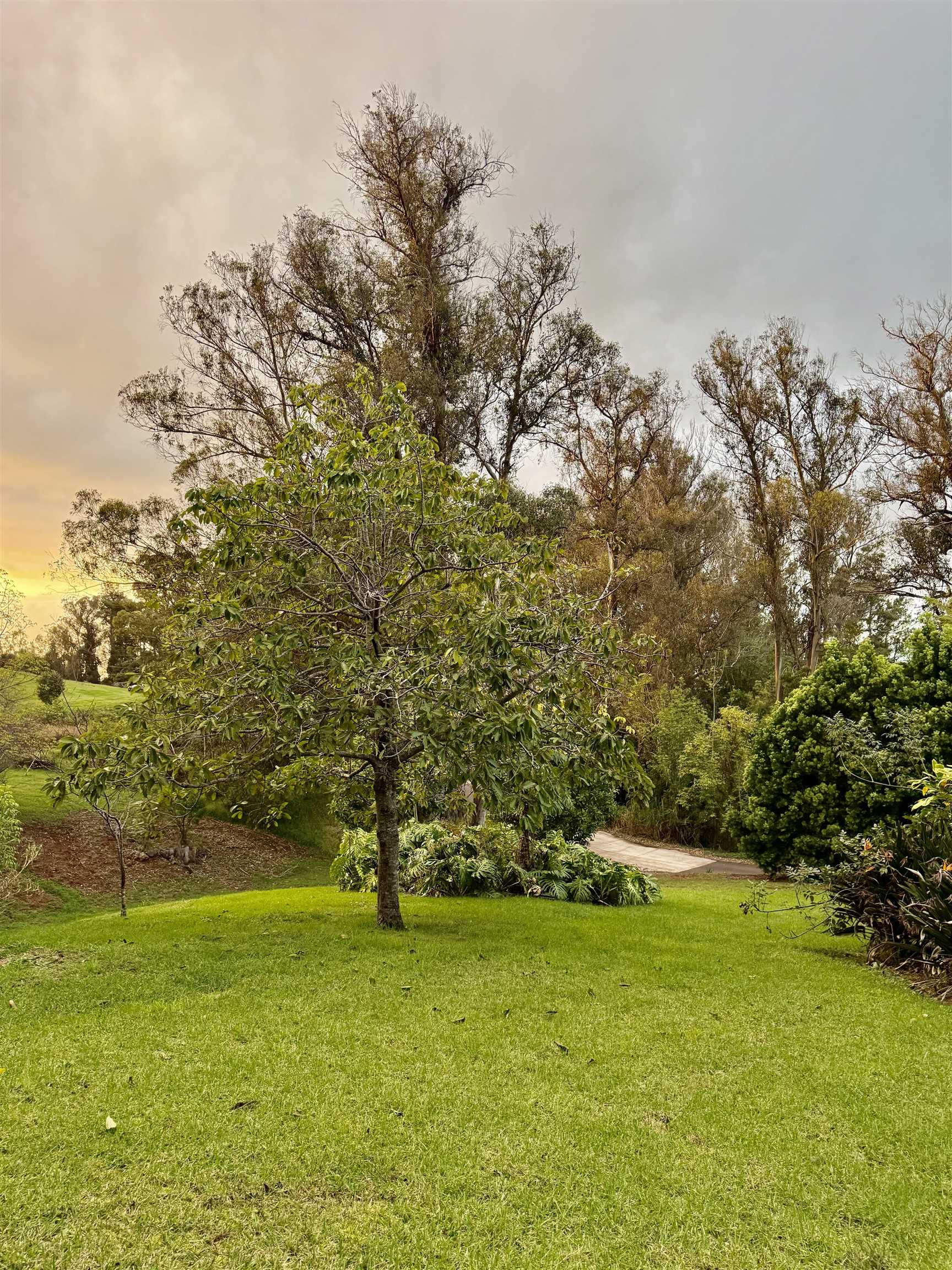 2400 Piiholo Rd Property Photo 13