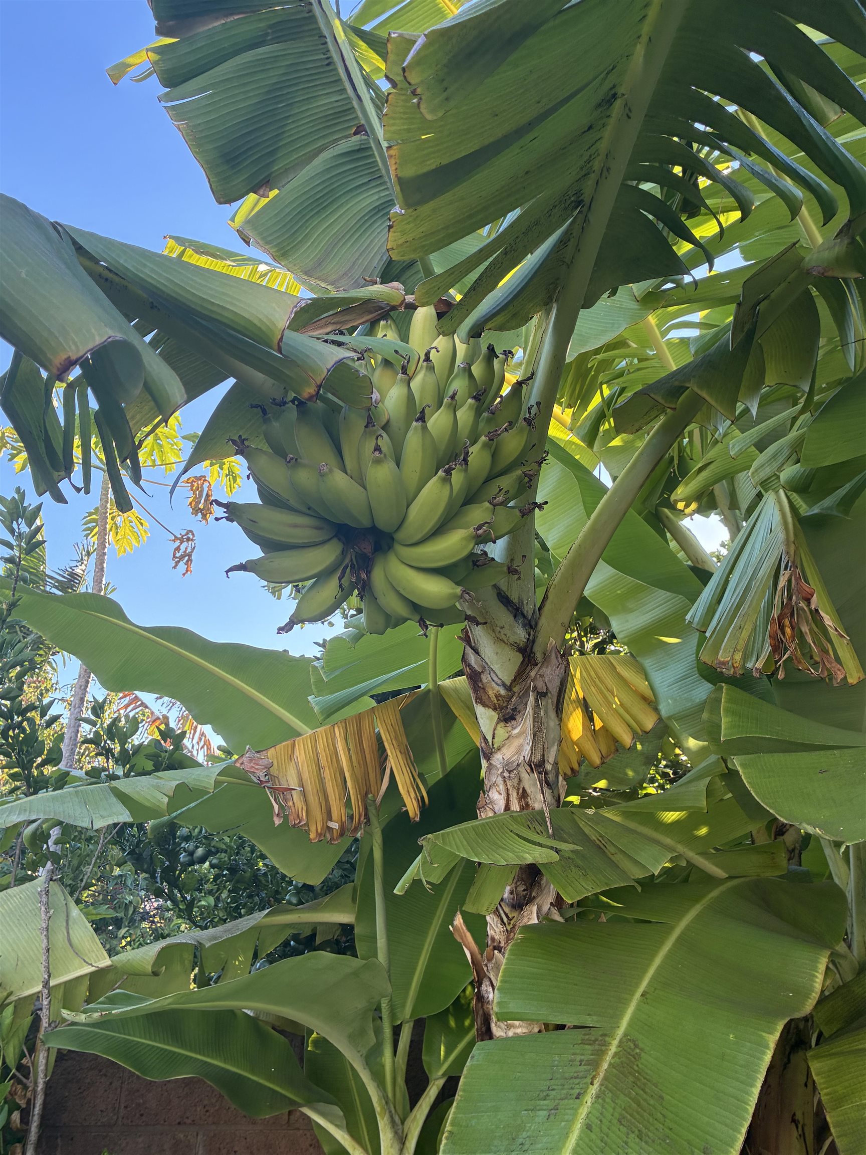 15 Laukahi St Property Photo 46