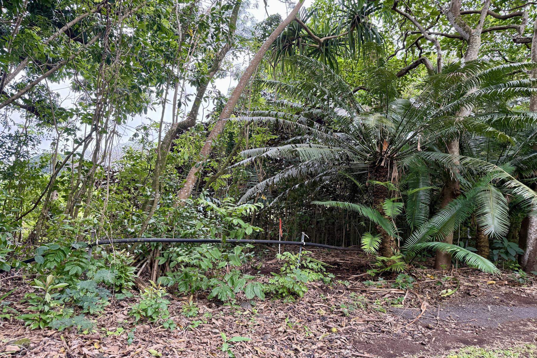 0 Hana Hwy Property Photo 3