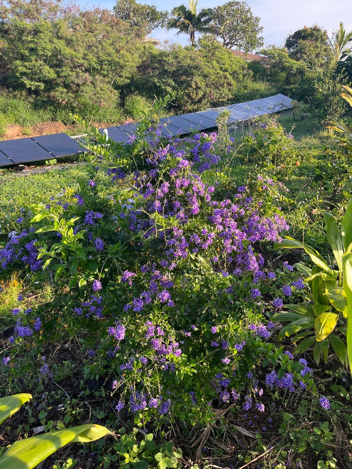 1270 Piihana Rd Property Photo 15