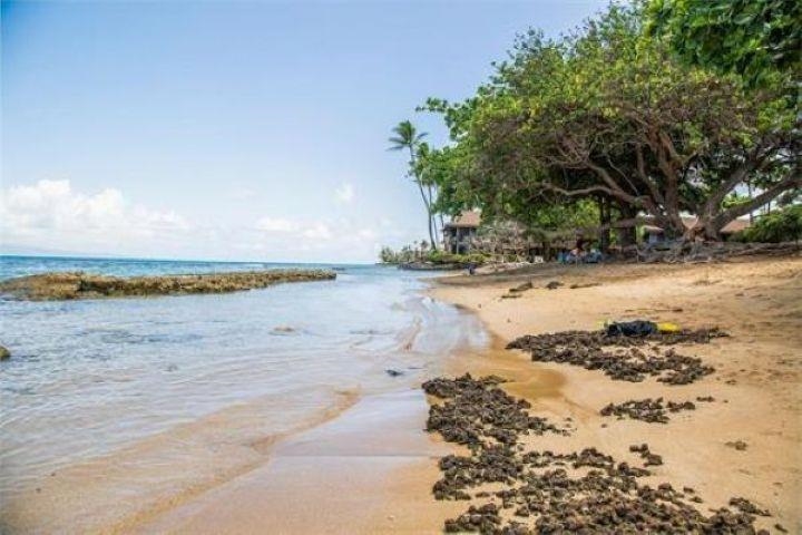 3676 Lower Honoapiilani Rd Property Photo 5