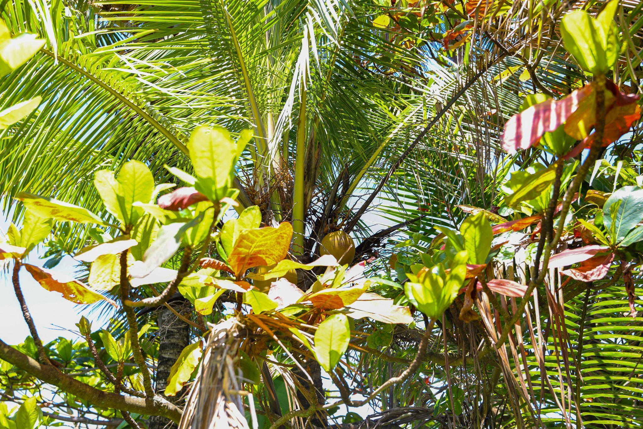 Keanae Rd Property Photo 35
