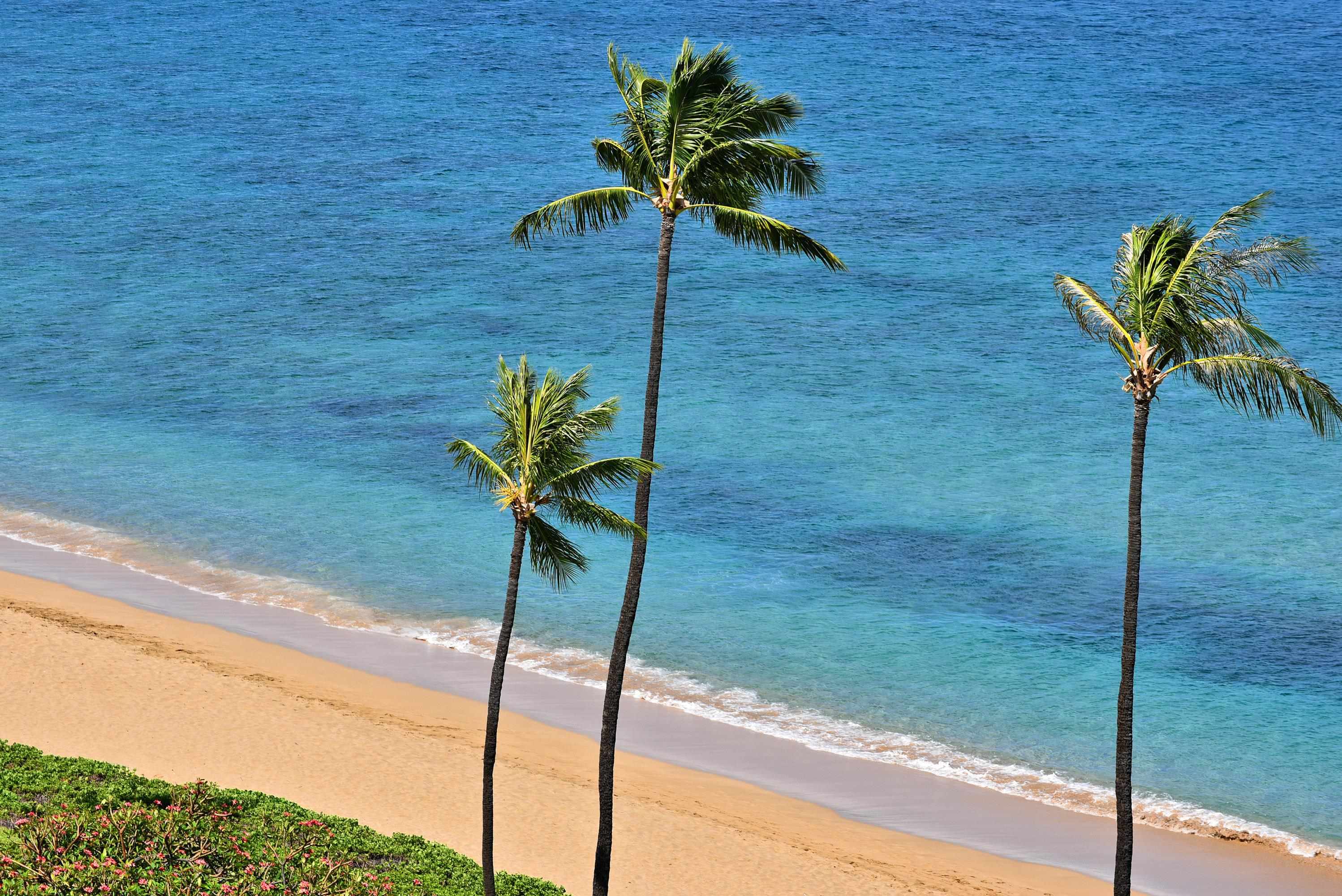 2481 Kaanapali Pkwy Property Photo 6