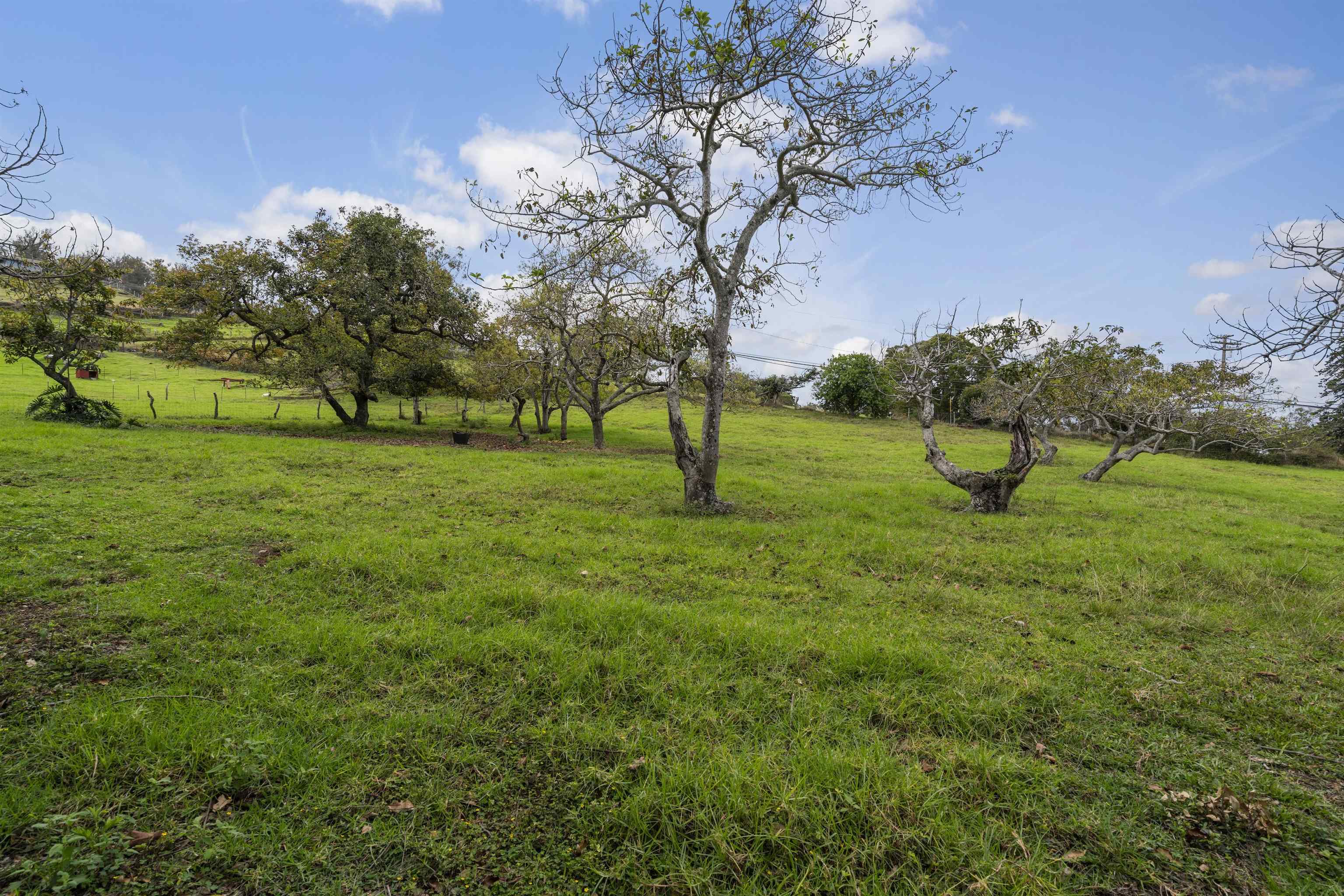 1423 Olinda Rd Property Photo 40