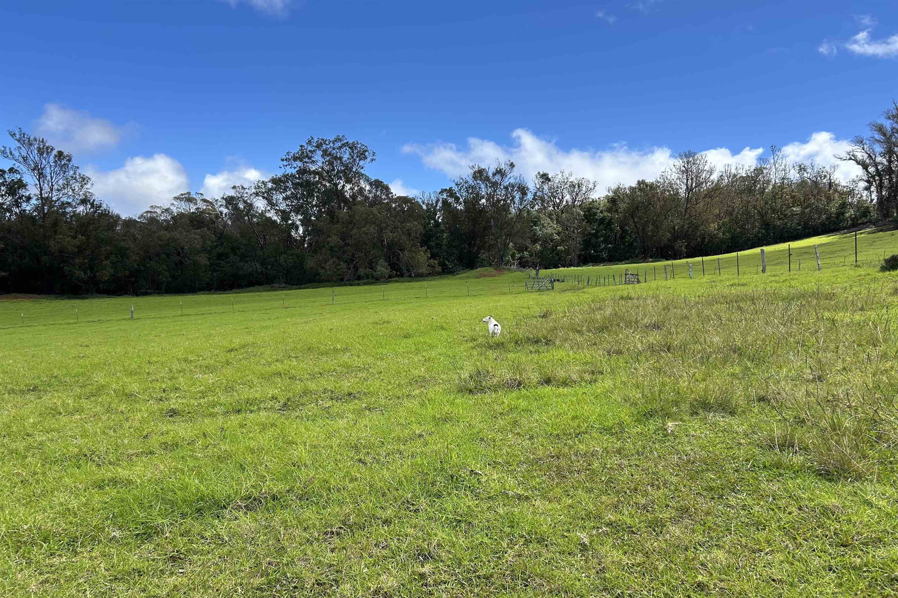 1423 Olinda Rd Property Photo 42
