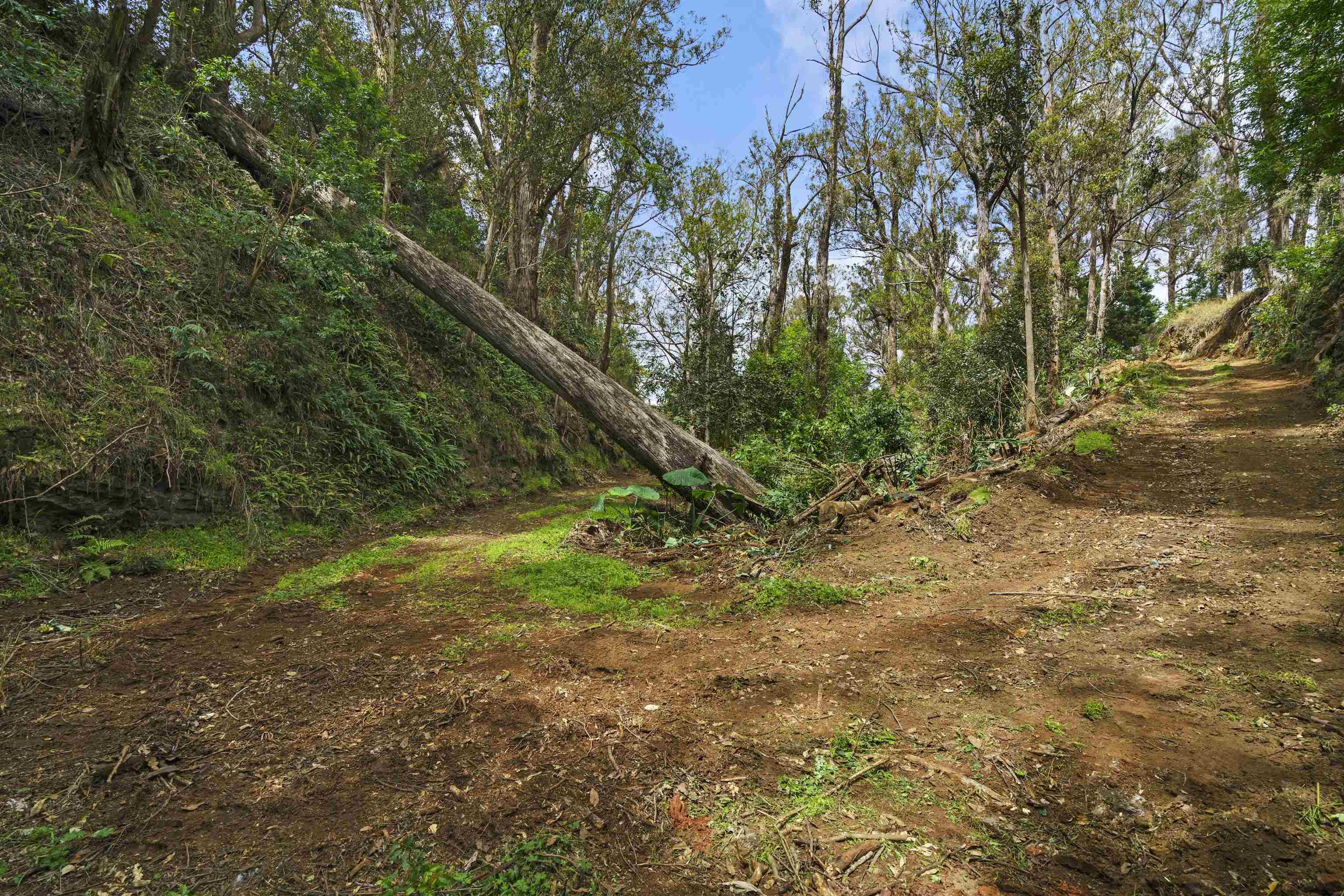 1423 Olinda Rd Property Photo 44