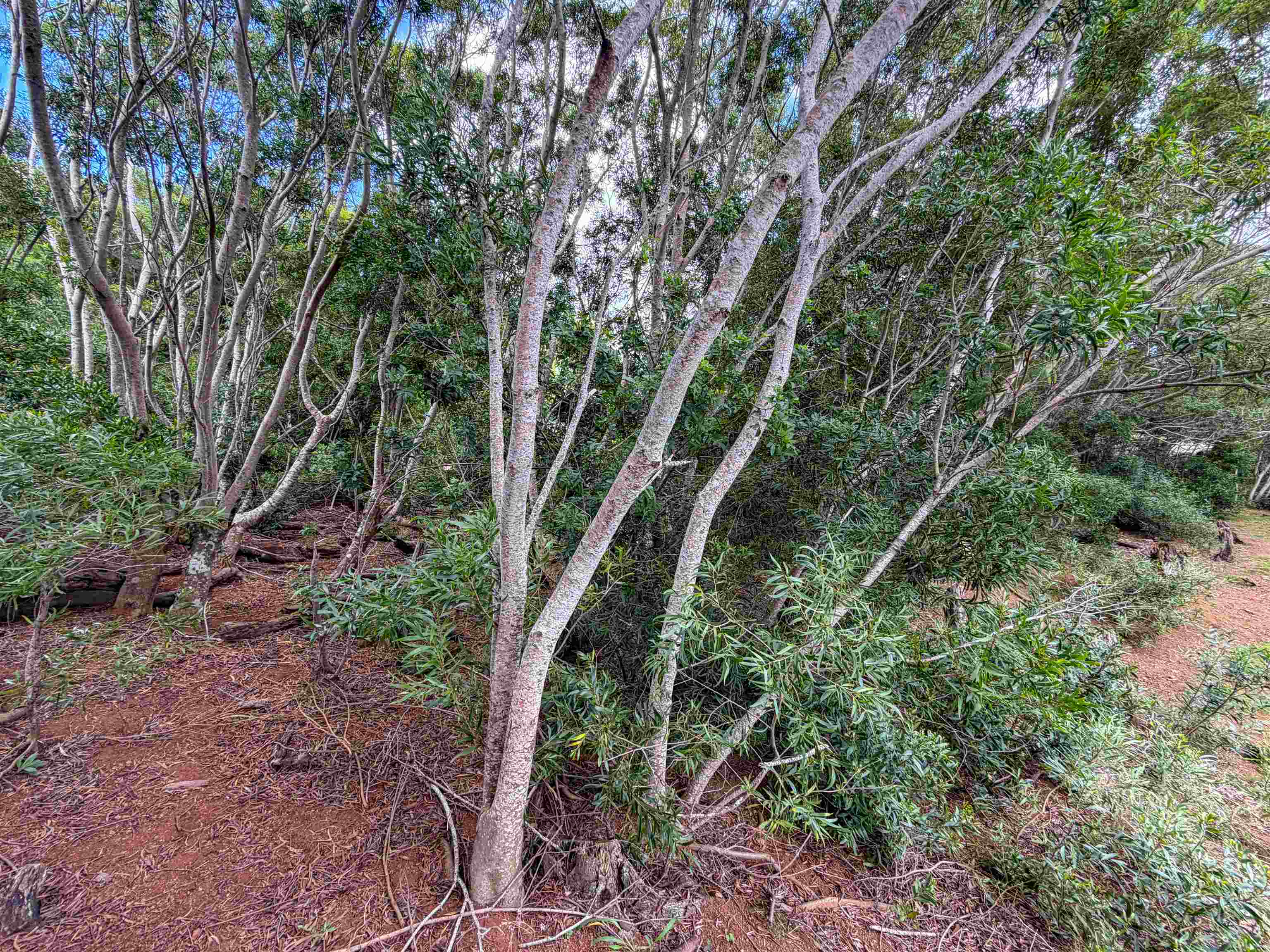 2108 Akeu Way Property Photo 2