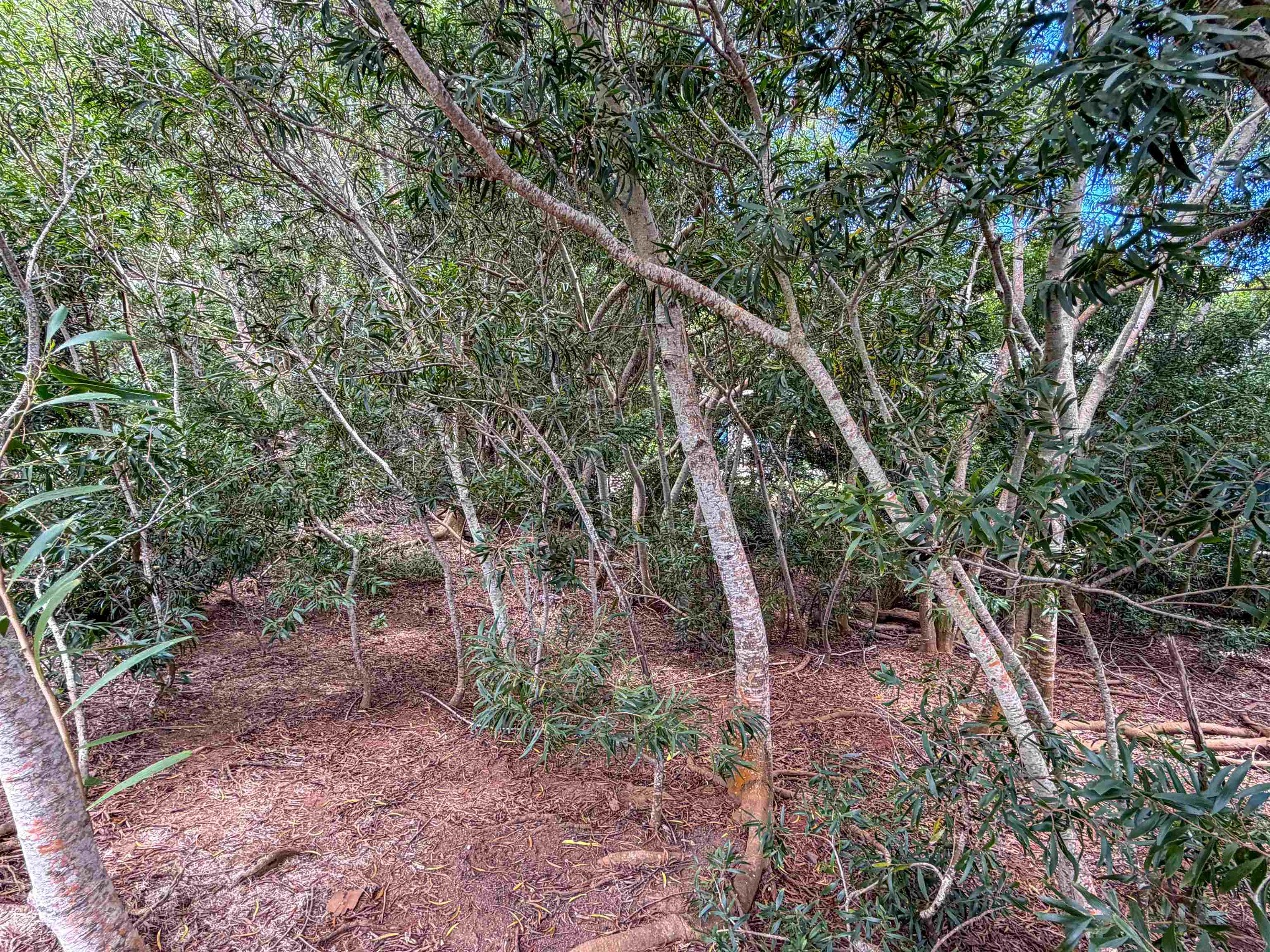2108 Akeu Way Property Photo 9